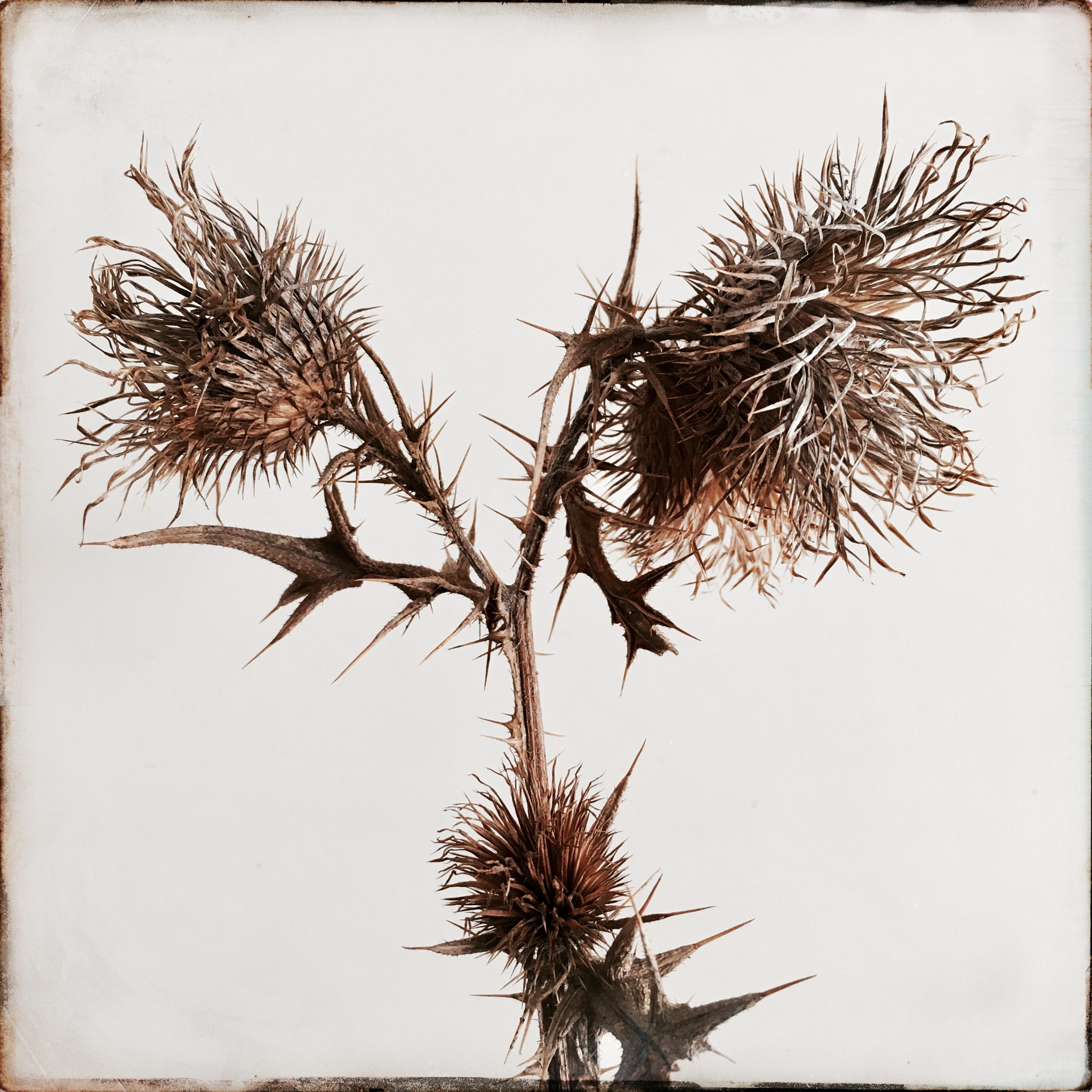 Hipstamatic 331 sample photo. Flower in winter photography