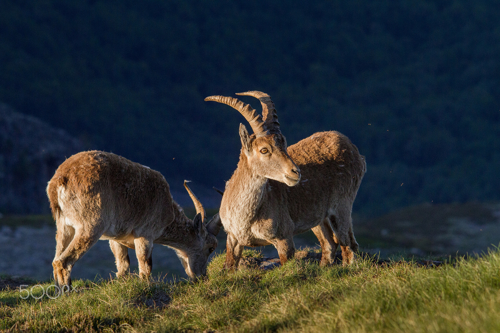 Sigma 150-500mm F5-6.3 DG OS HSM sample photo. Mountain goats photography
