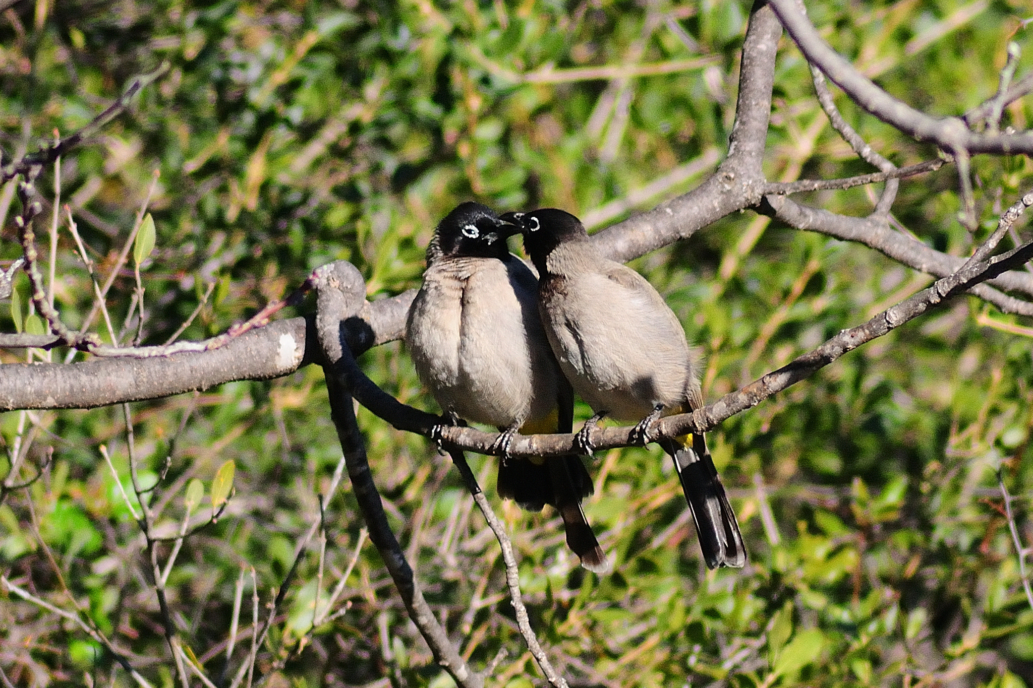 Tokina AT-X 400 AF SD (AF 400mm f/5.6) sample photo. White-spectacled bulbul photography