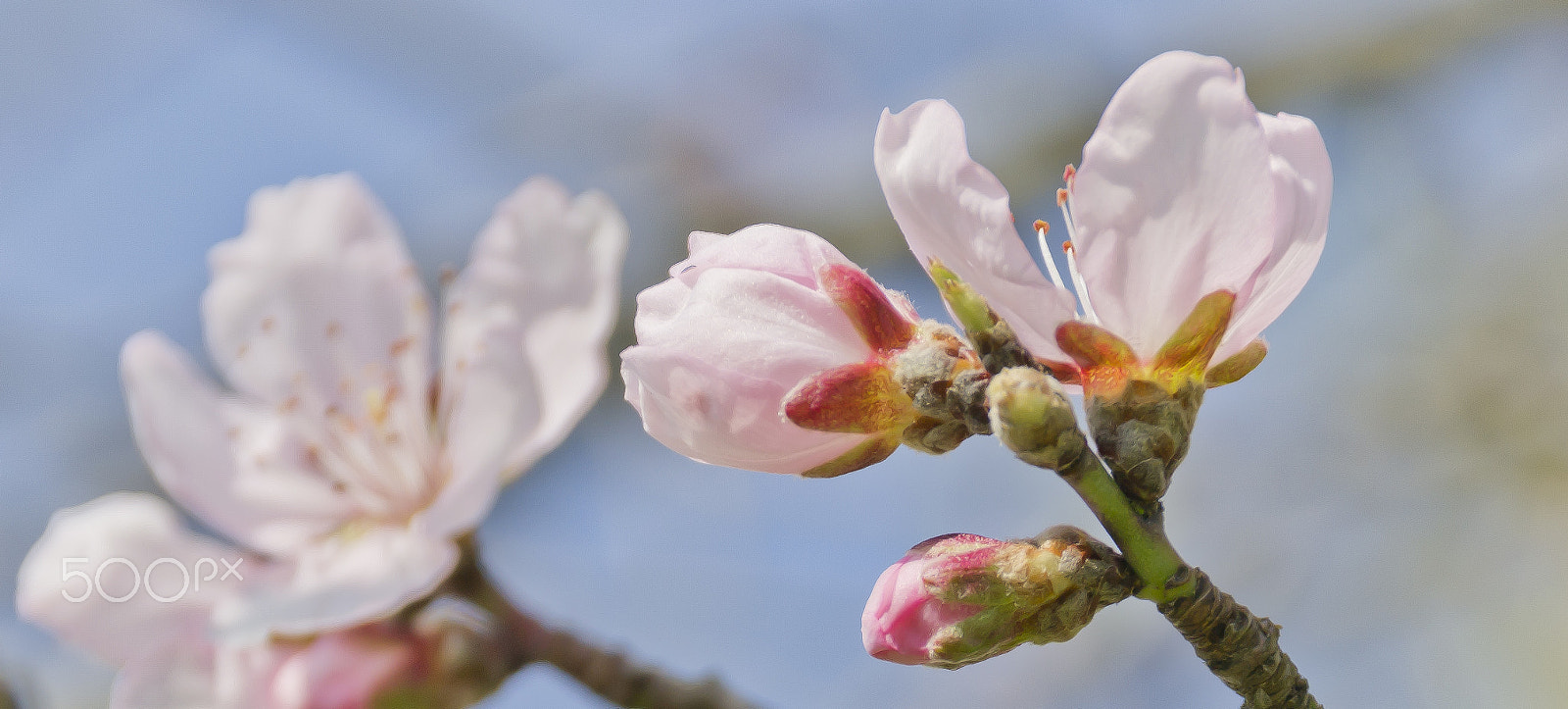 Sigma 18-250mm F3.5-6.3 DC Macro OS HSM sample photo. Flower photography