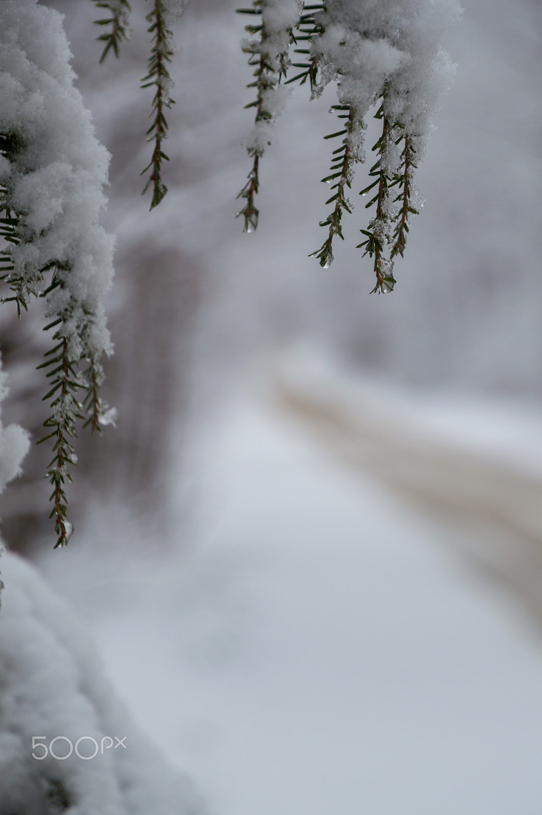 Nikon D3200 sample photo. Background of lane with eastern hemlock branches hanging and  dr photography