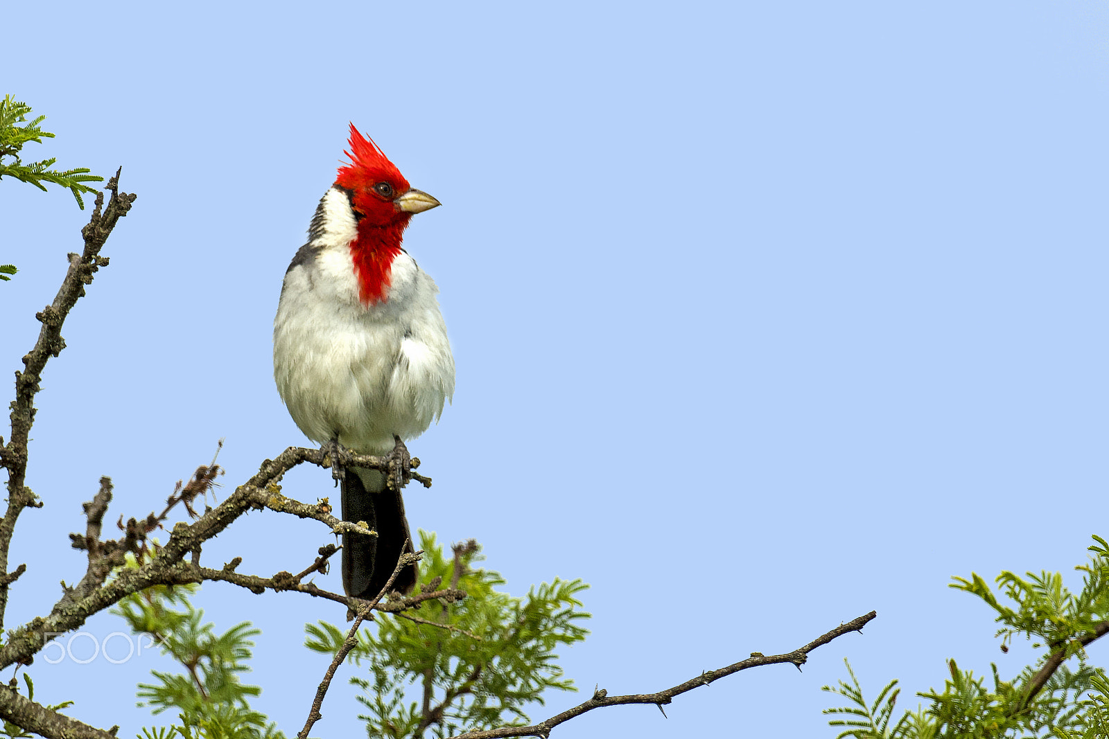 Nikon AF-S Nikkor 800mm F5.6E FL ED VR sample photo. Red-crested cardinal photography