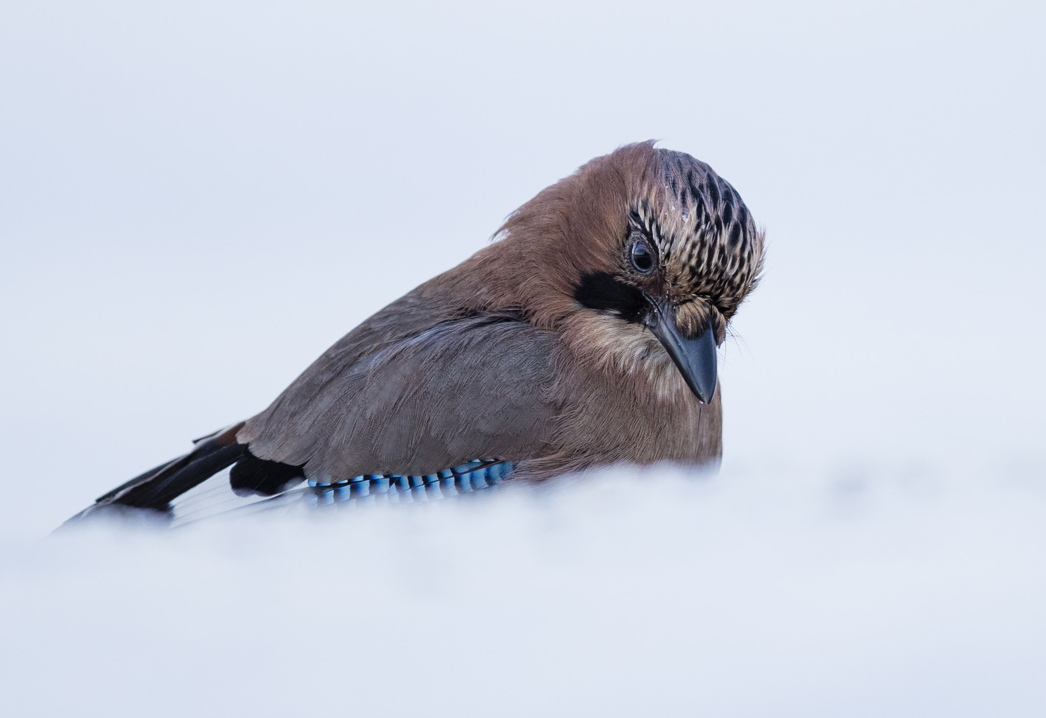 Canon EOS-1D X Mark II + Canon EF 400mm F4.0 DO IS USM sample photo. Behind the snowdrift photography