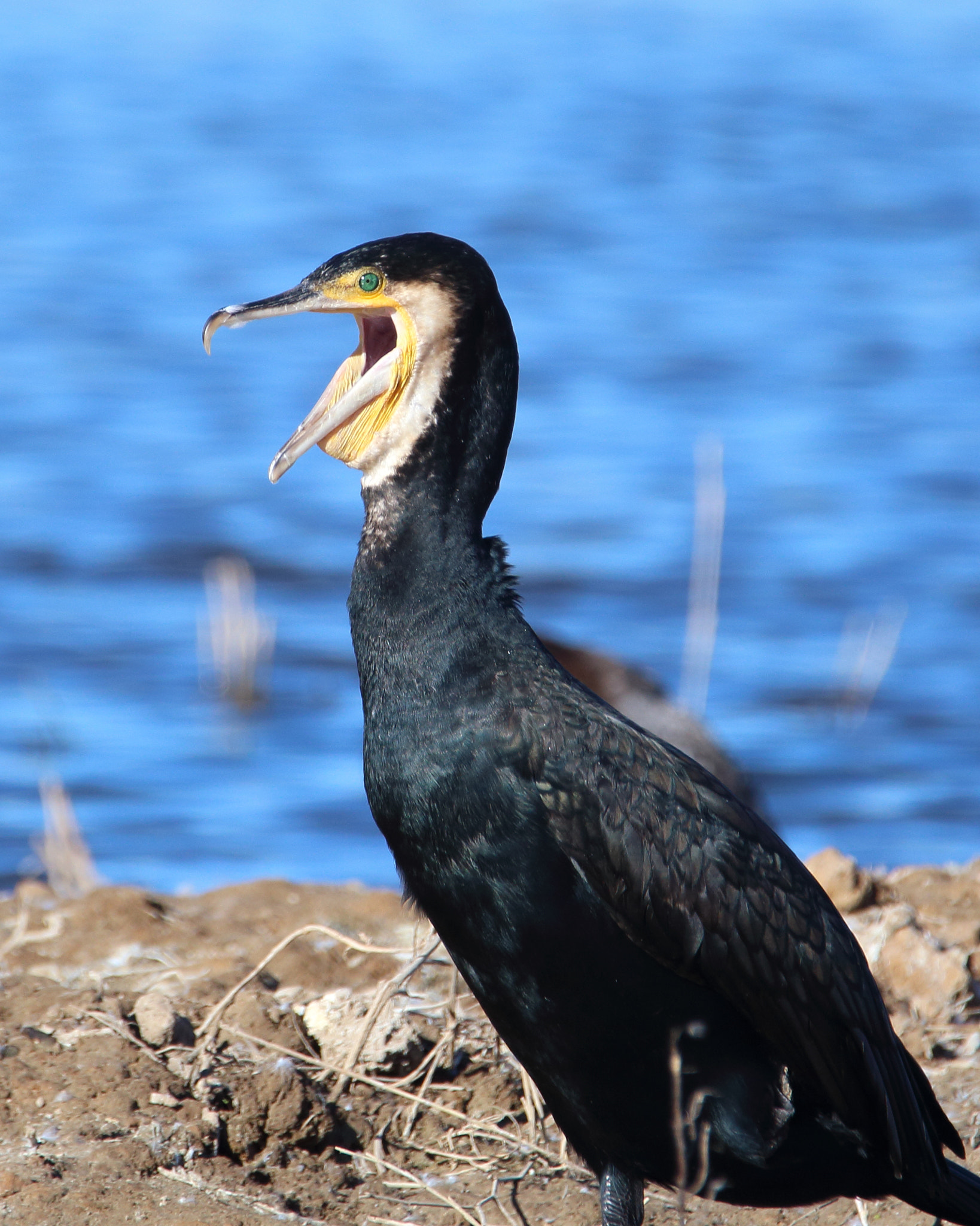 Tamron SP 150-600mm F5-6.3 Di VC USD sample photo. Cormoran grande photography
