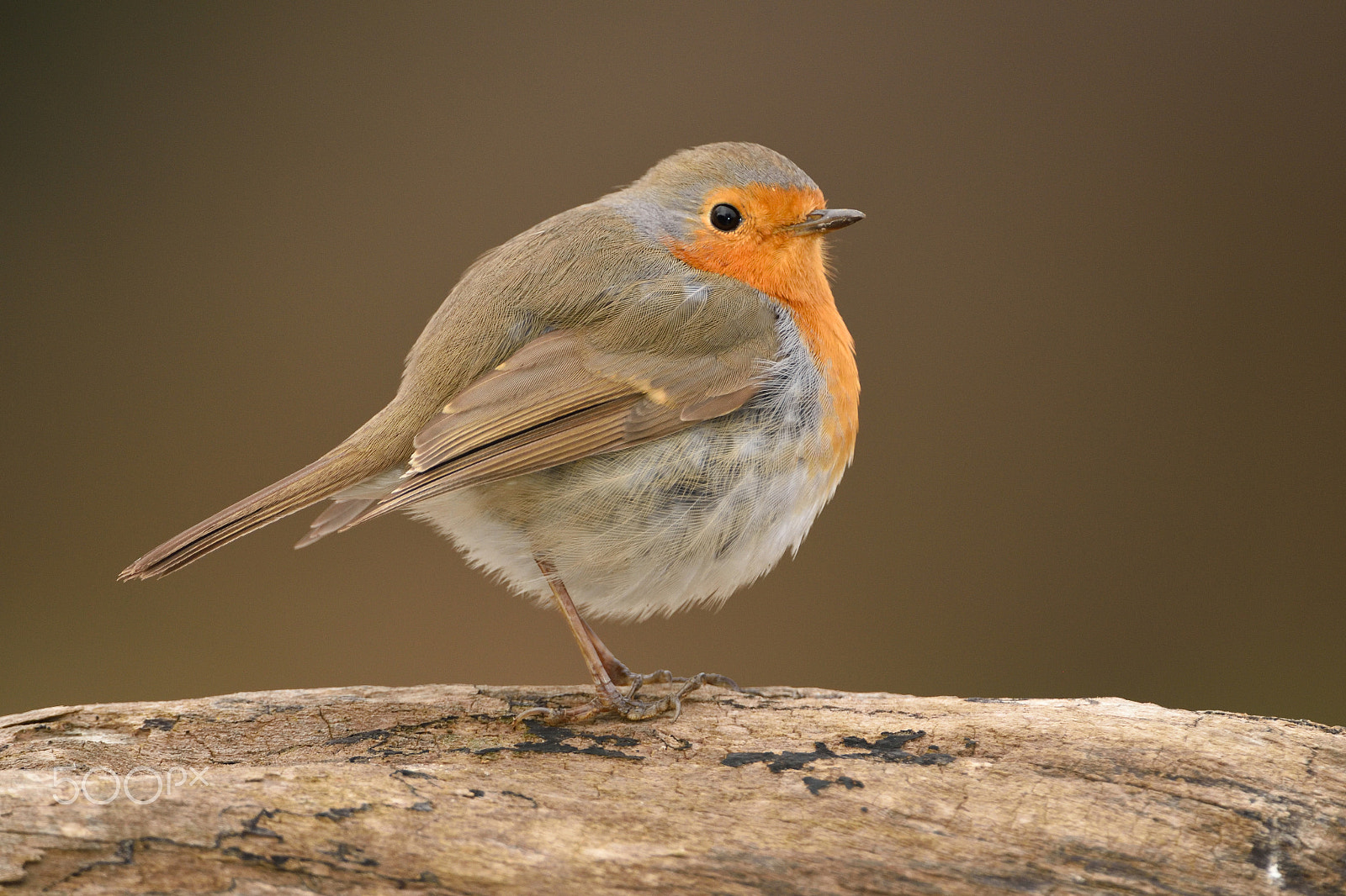 Nikon AF-S Nikkor 200-400mm F4G ED-IF VR sample photo. Robin photography