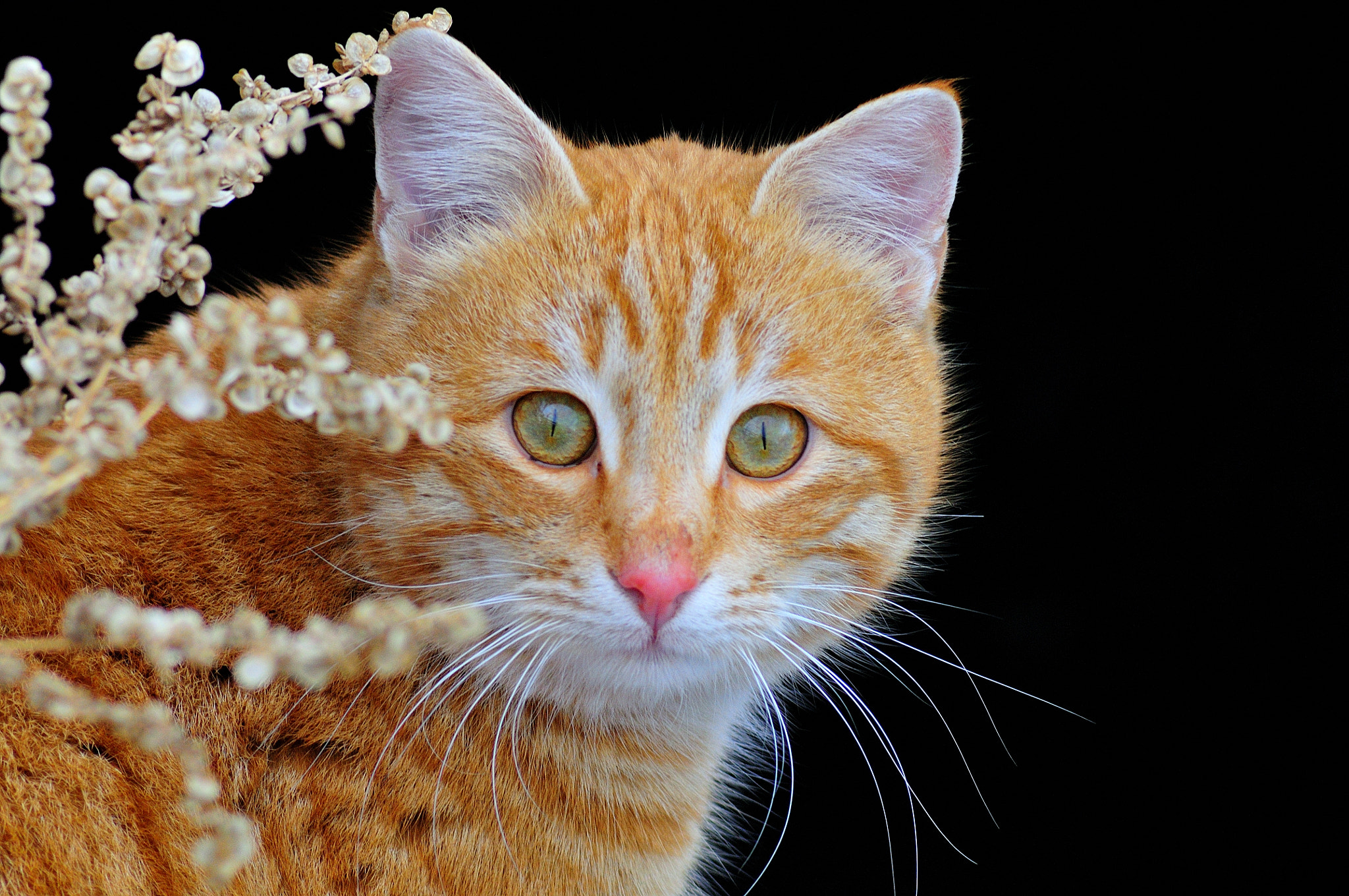 Tokina AT-X 400 AF SD (AF 400mm f/5.6) sample photo. Garfield photography