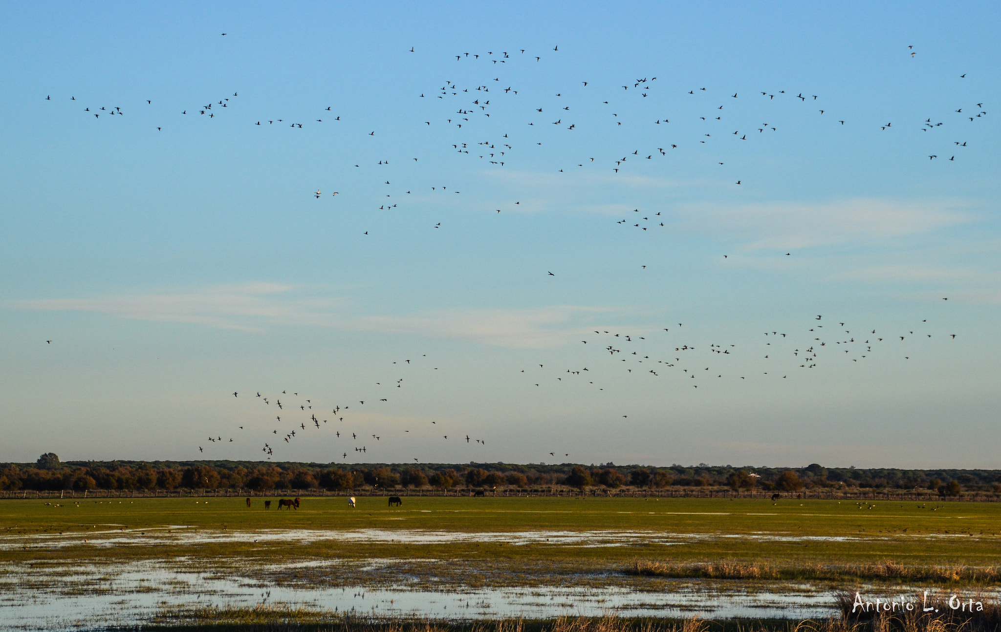 Nikon D3200 sample photo. Ducks photography