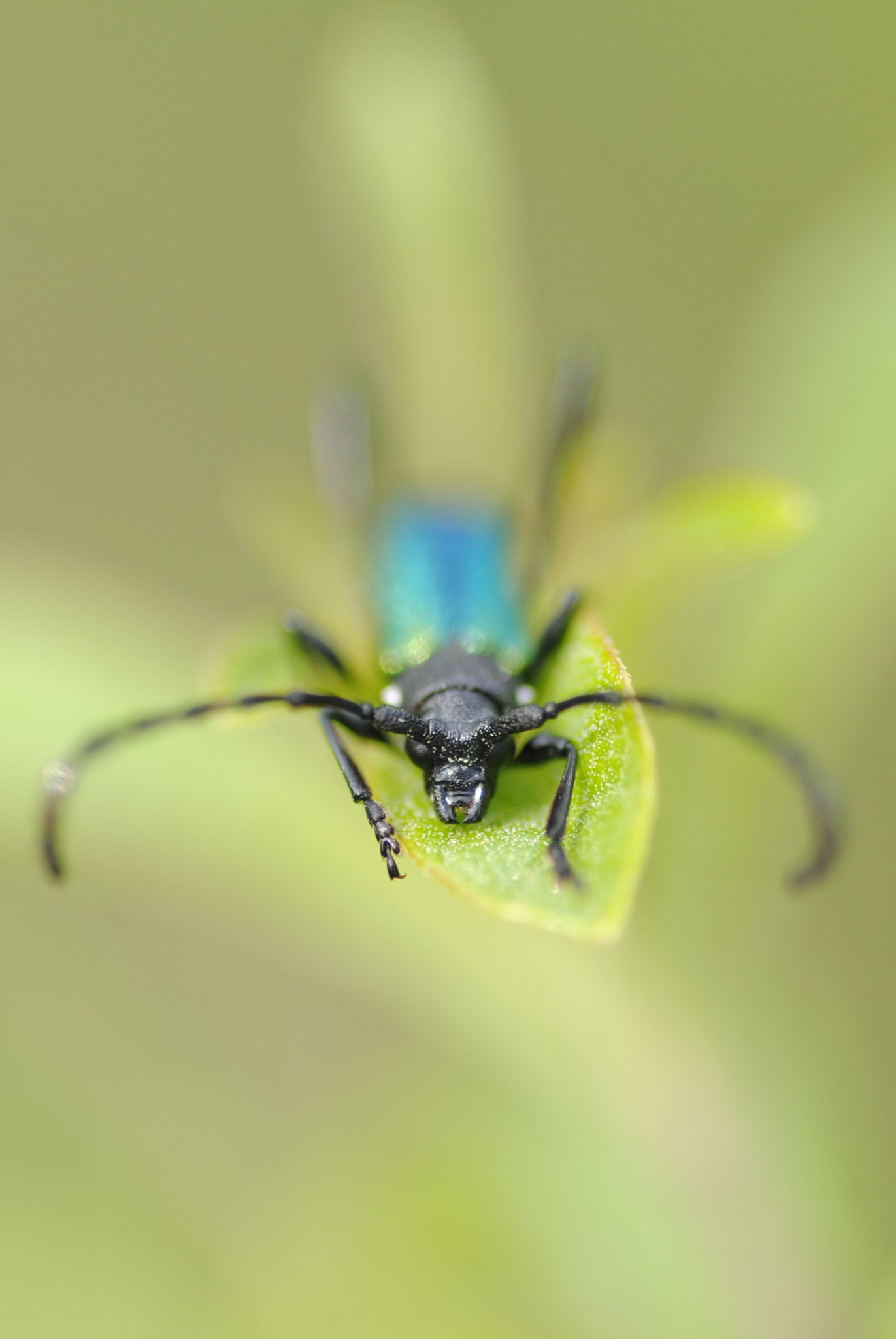 Nikon D3000 sample photo. Long horned beetle photography