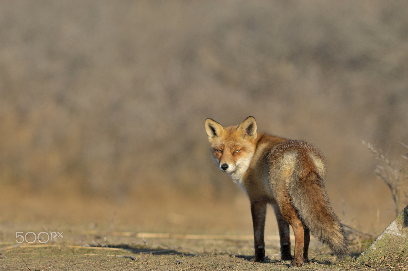 Nikon D2Xs + Nikkor 500mm f/4 P ED IF sample photo. 2017 photography