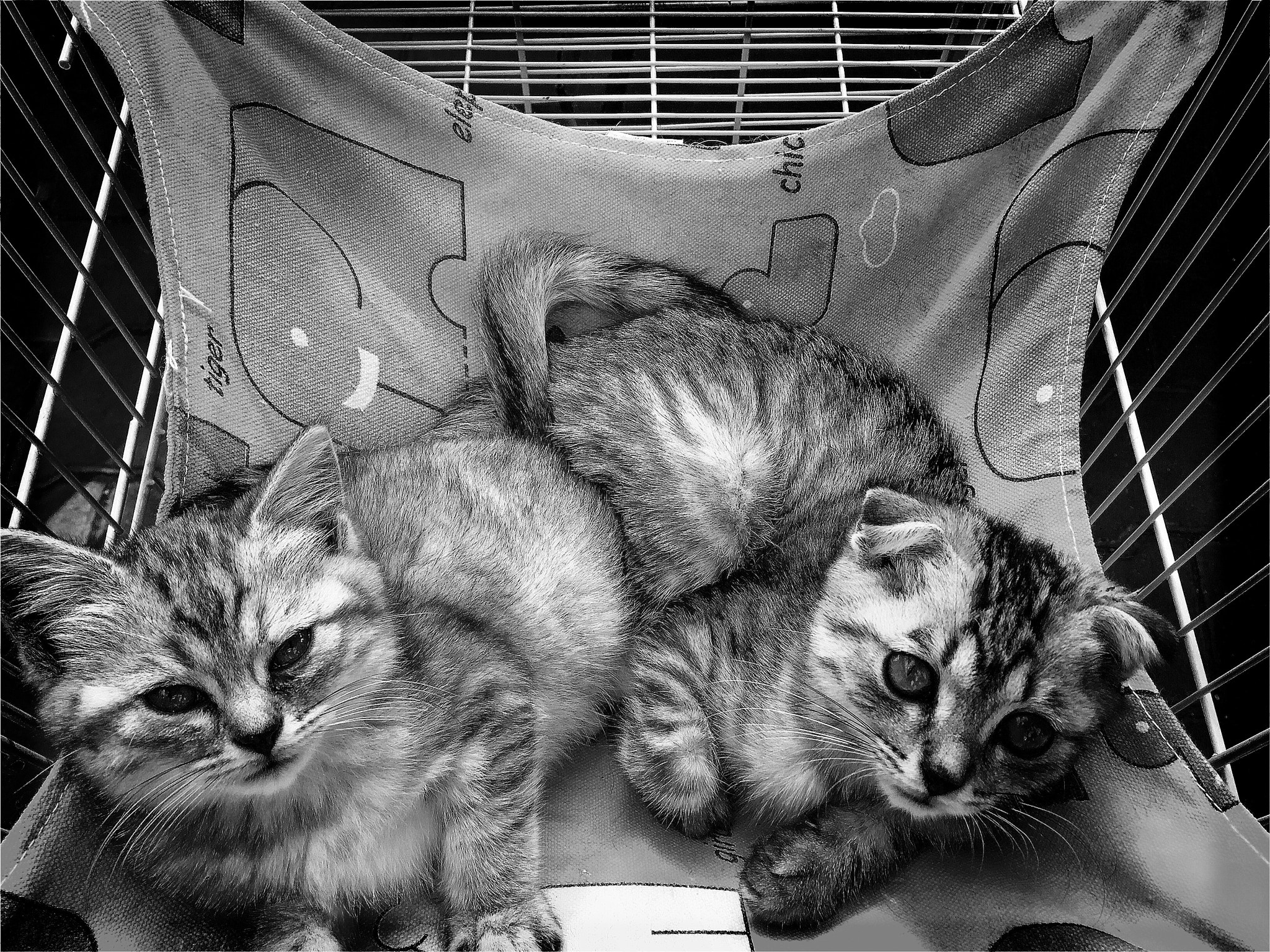 Hipstamatic 330 sample photo. Kittens in the cage photography