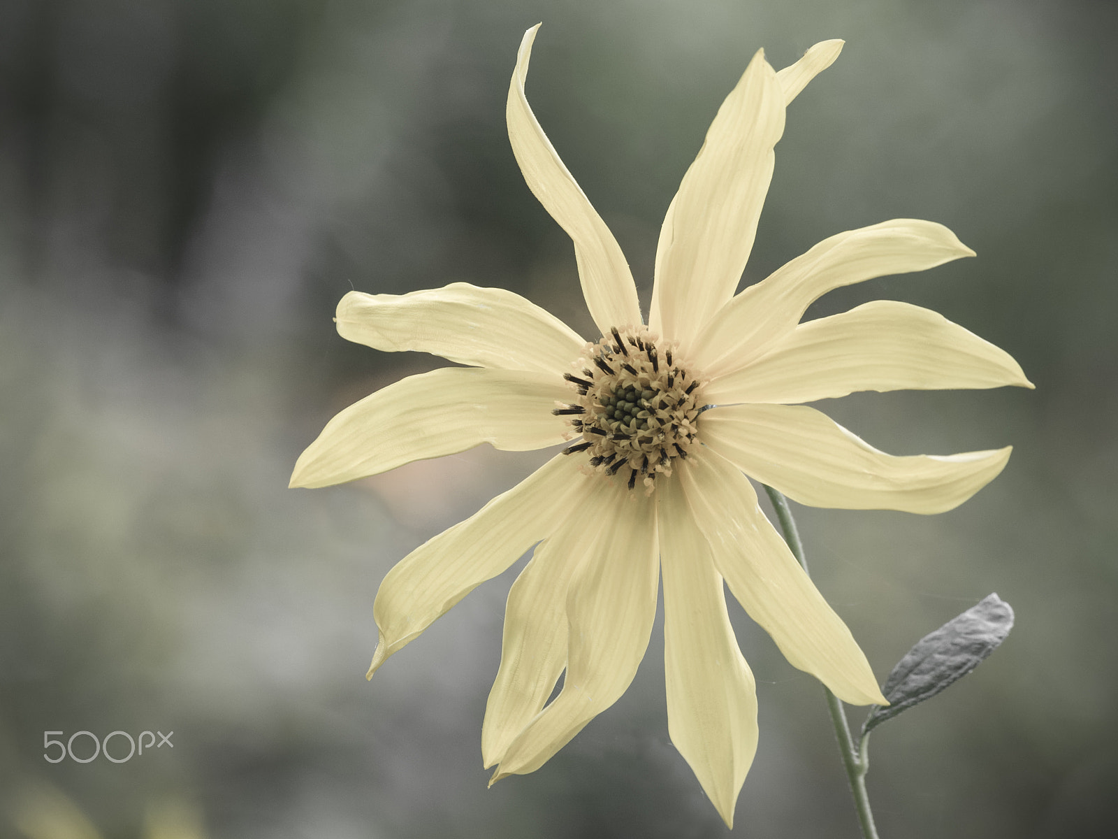 Olympus OM-D E-M1 sample photo. Beautiful yellow flower in bloom photography