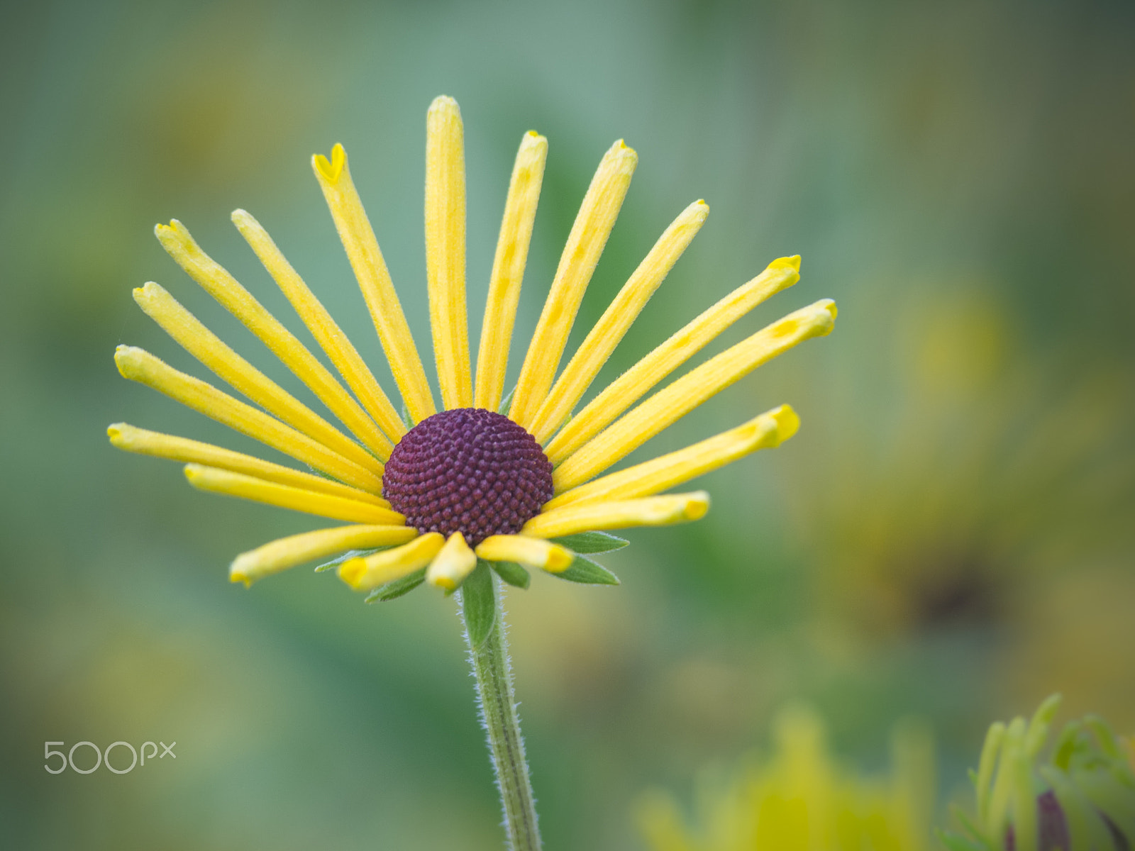 Olympus OM-D E-M1 sample photo. Beautiful yellow flower in bloom photography