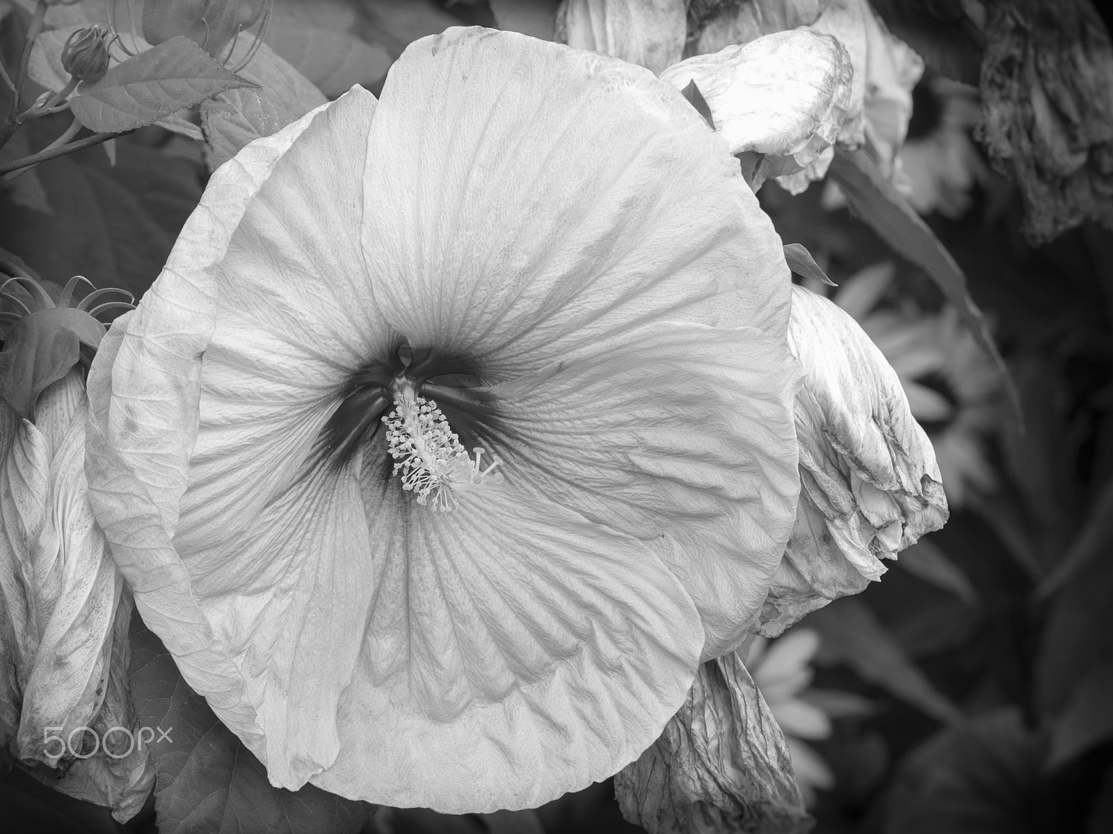 Olympus OM-D E-M1 + Panasonic Lumix G Vario 100-300mm F4-5.6 OIS sample photo. Beautiful rose mallow hibiscus flower in bloom photography