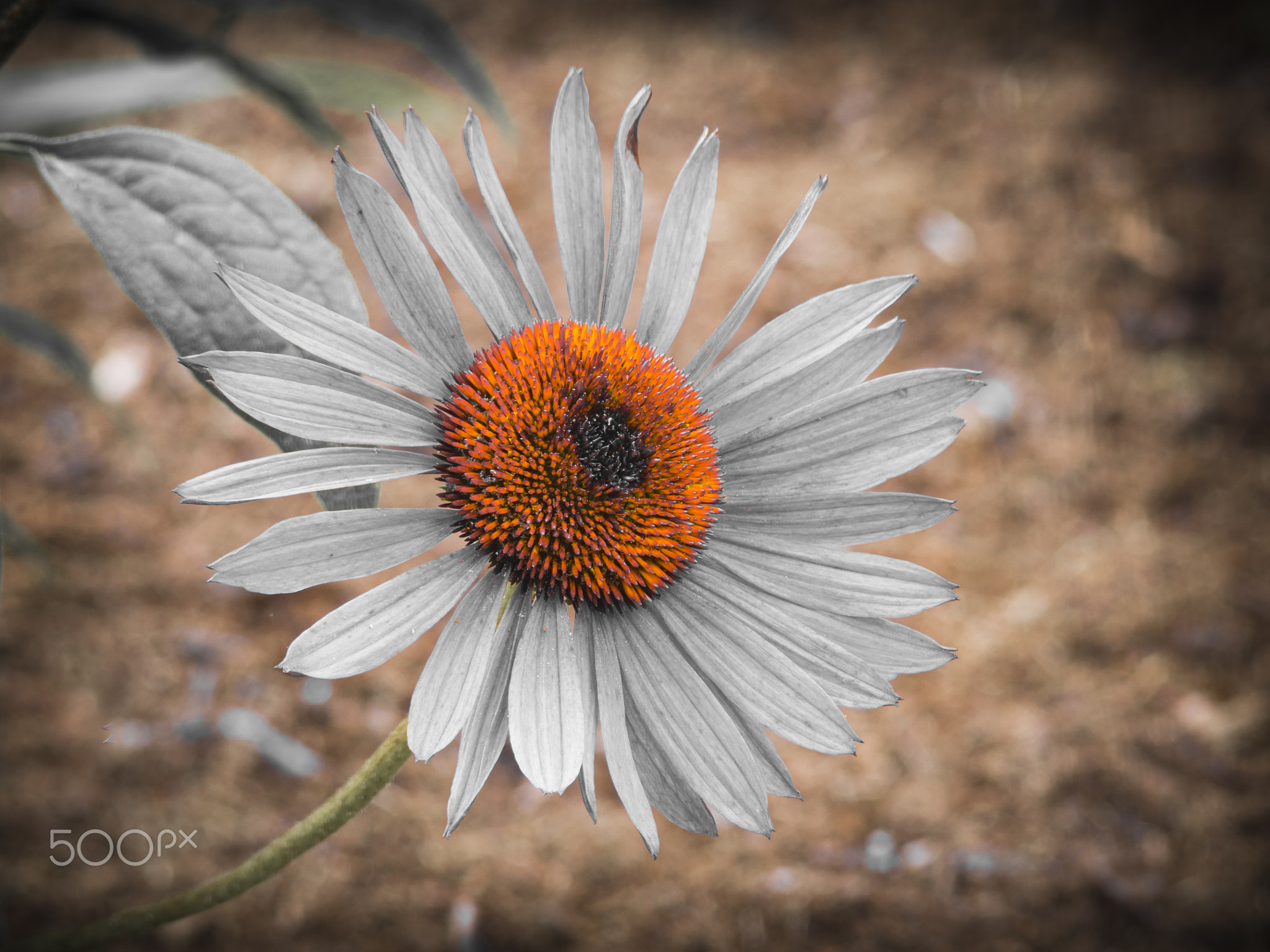 Beautiful equinacea flower in bloom