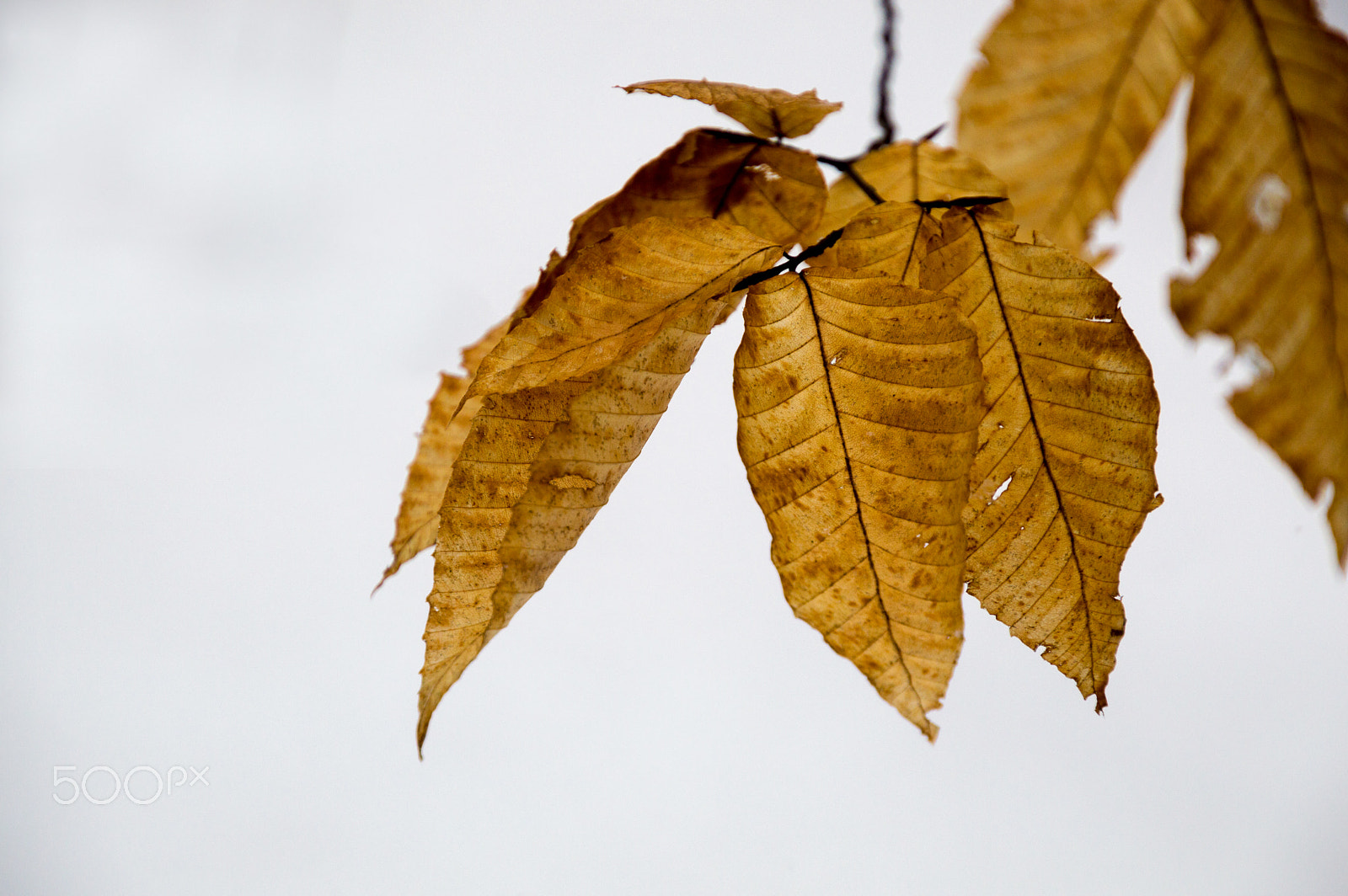 Nikon D3200 sample photo. Beech leaves still on the tree in the snow closeup photography