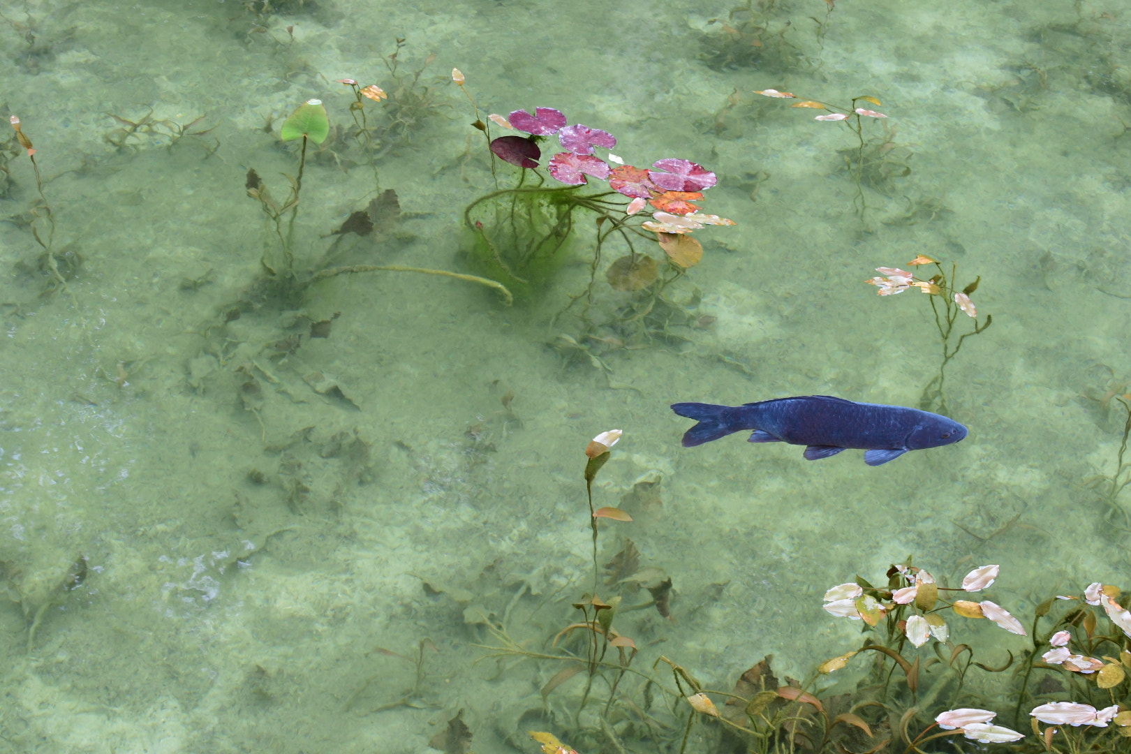 Nikon D500 sample photo. Monet's pond photography