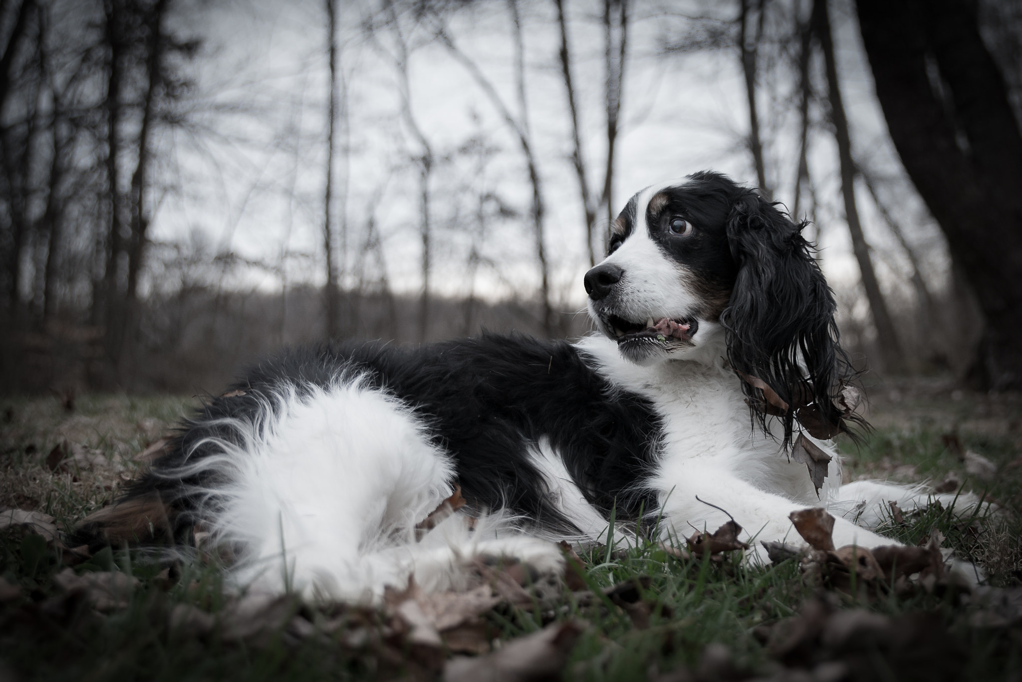 Tamron SP 24-70mm F2.8 Di VC USD sample photo. Finn photography