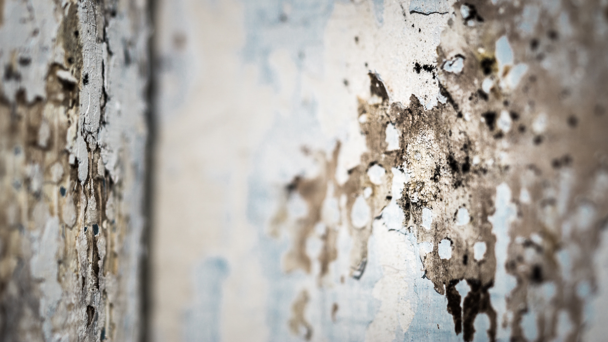 Sony a6000 + Sony FE 90mm F2.8 Macro G OSS sample photo. Peel off the past! photography