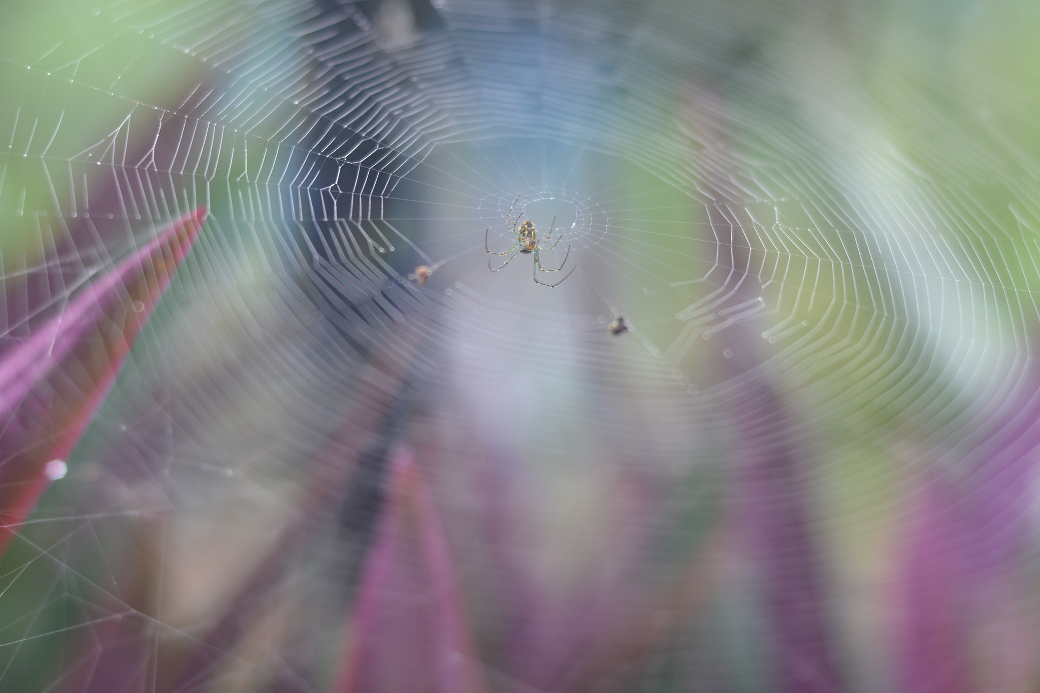 Nikon D3100 + Nikon AF Nikkor 50mm F1.4D sample photo. Spider in web photography