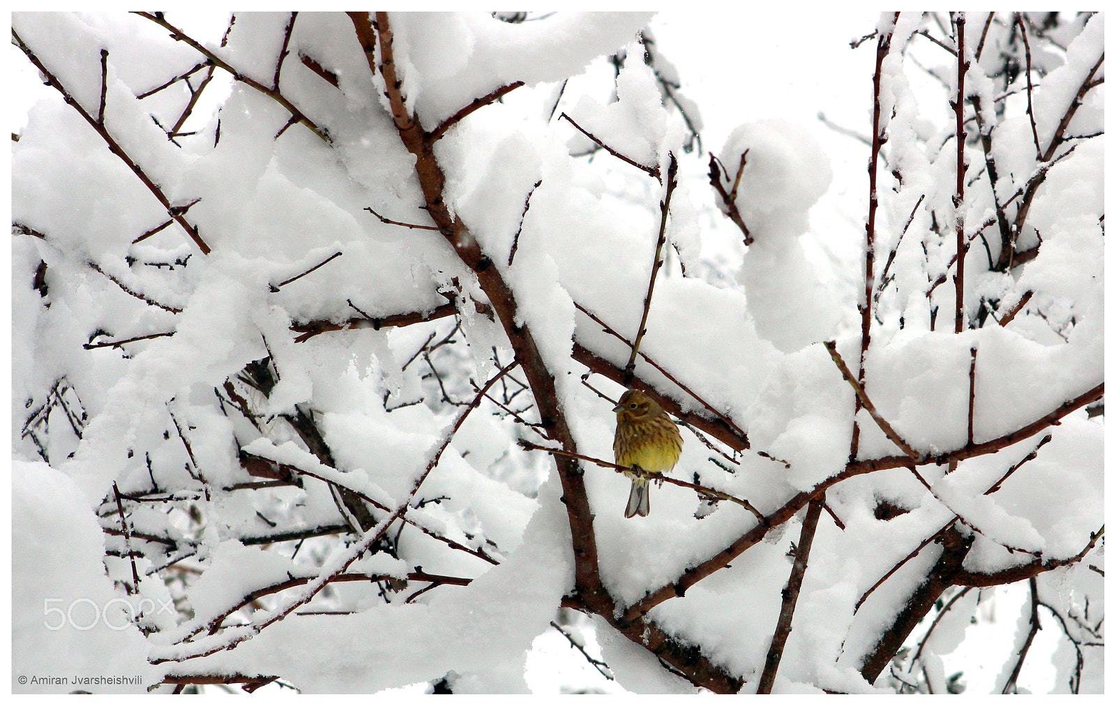 Canon EOS 700D (EOS Rebel T5i / EOS Kiss X7i) + Canon EF 24-70mm F2.8L USM sample photo. Winter photography