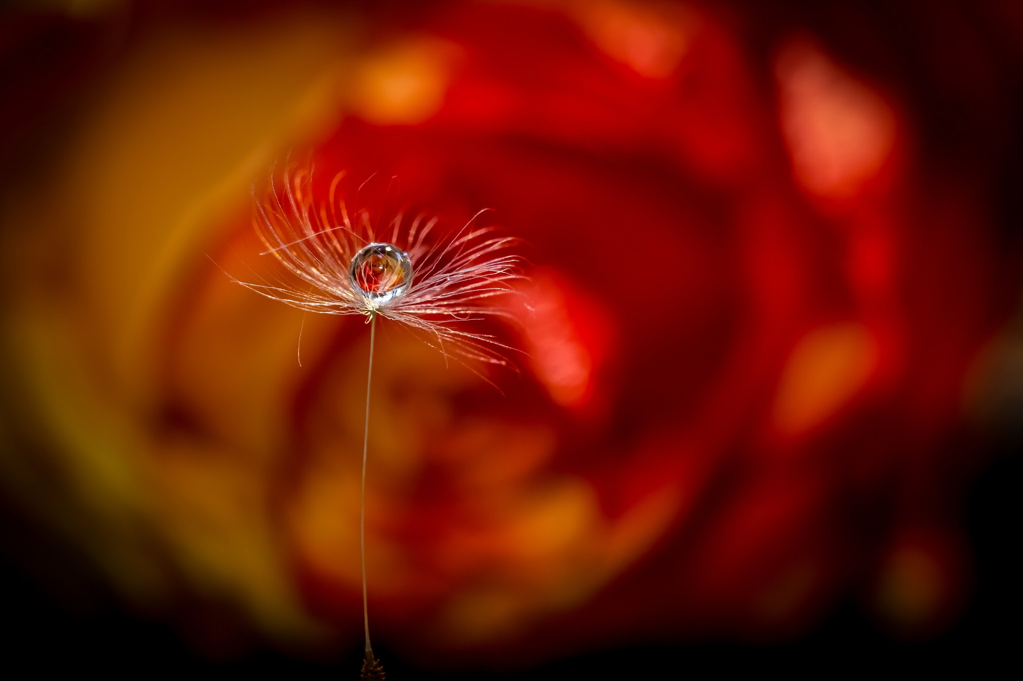 Sigma 150mm f/2.8 EX DG OS HSM APO Macro sample photo. Rose in drop photography