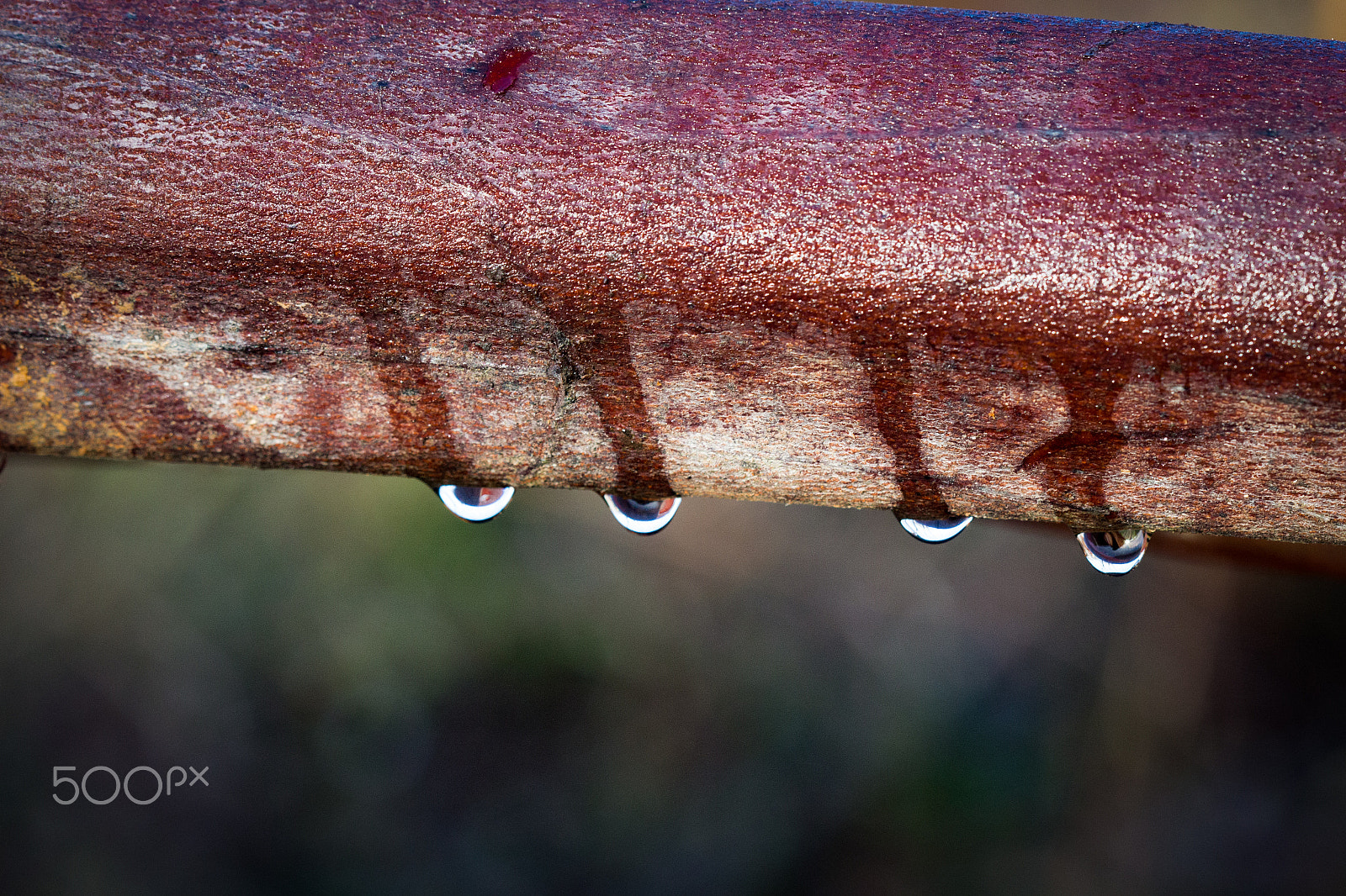 Canon EF 100mm F2.8 Macro USM sample photo. Morning wood photography