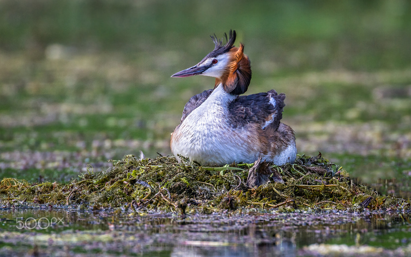 Canon EOS 7D sample photo. Great crested grebe on the nest photography