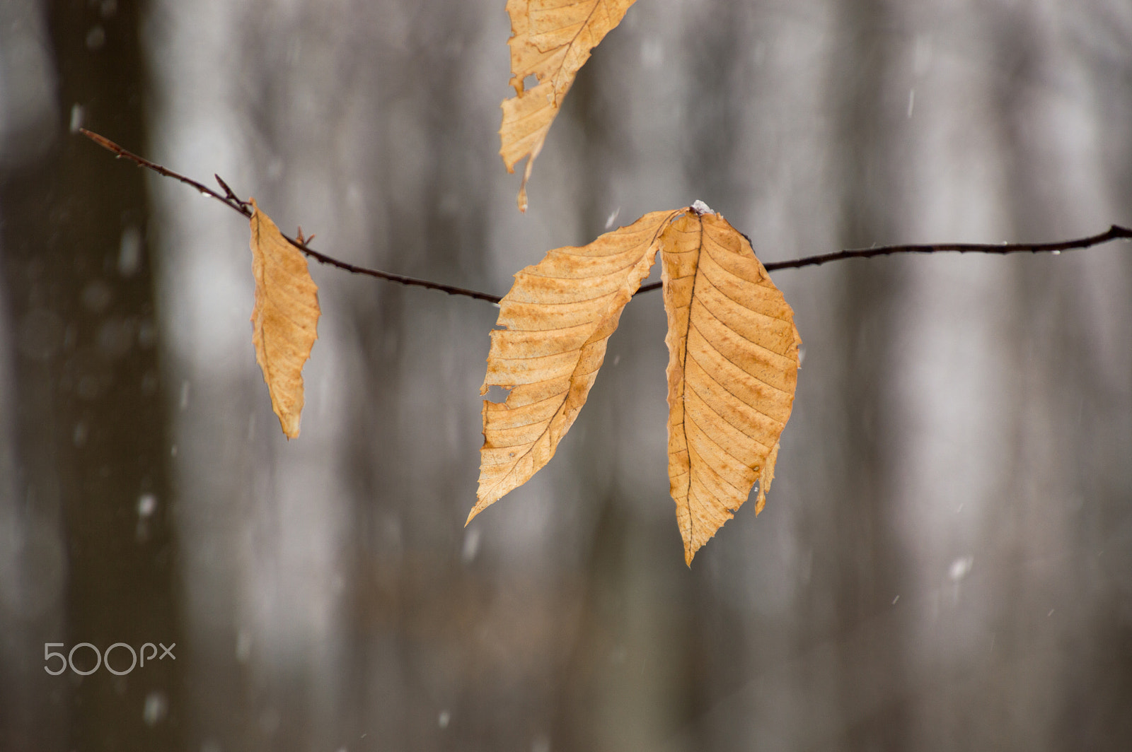 Nikon D3200 sample photo. Beech leaves still on the tree in the snow closeup photography