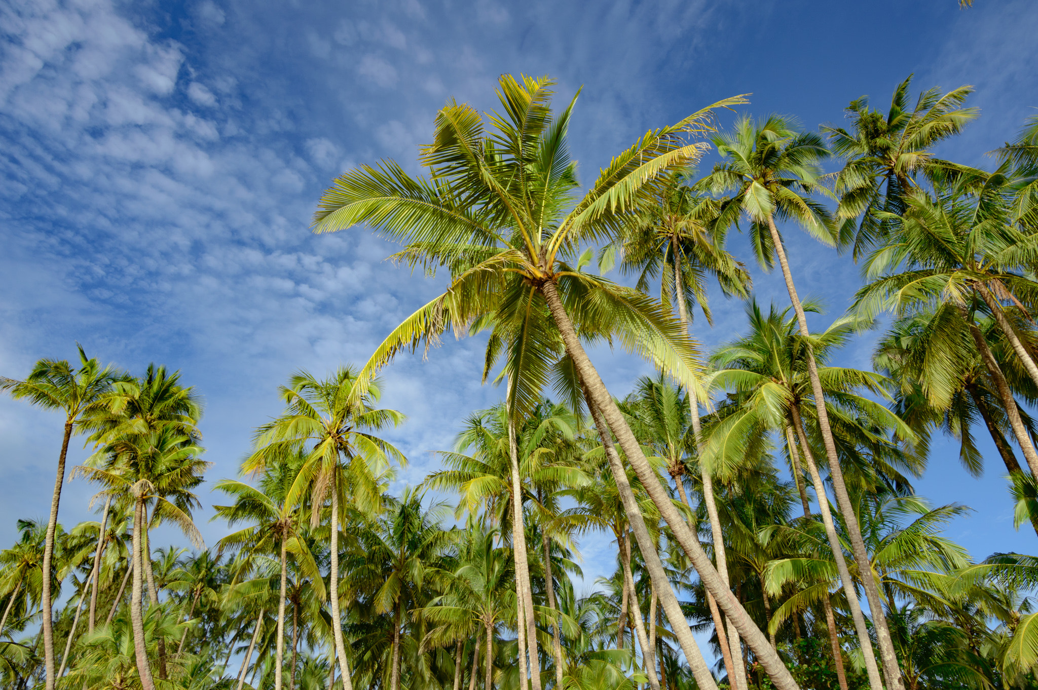 Nikon D3200 sample photo. Ngapali palms photography