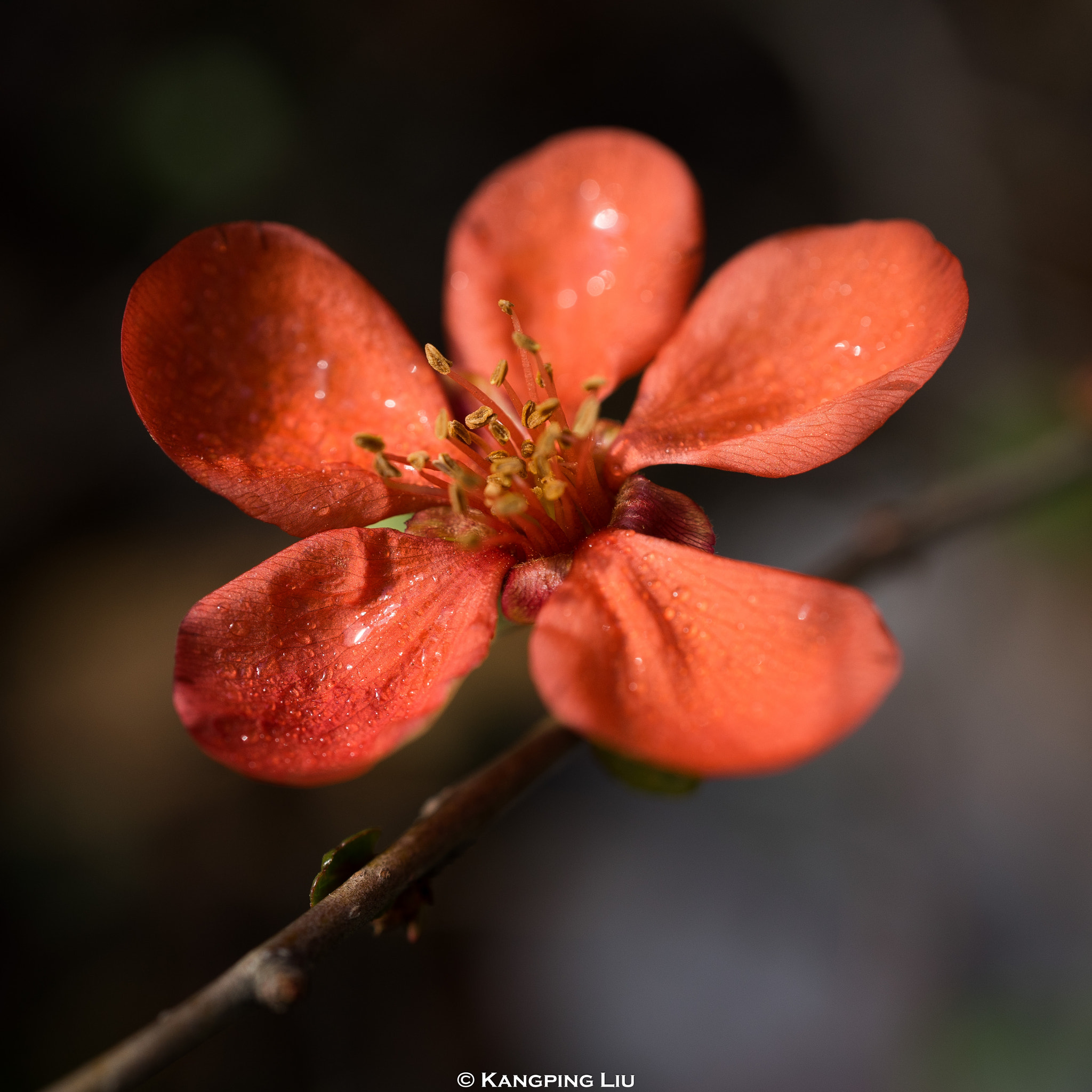 Sony a7 + Sony FE 50mm F2.8 Macro sample photo