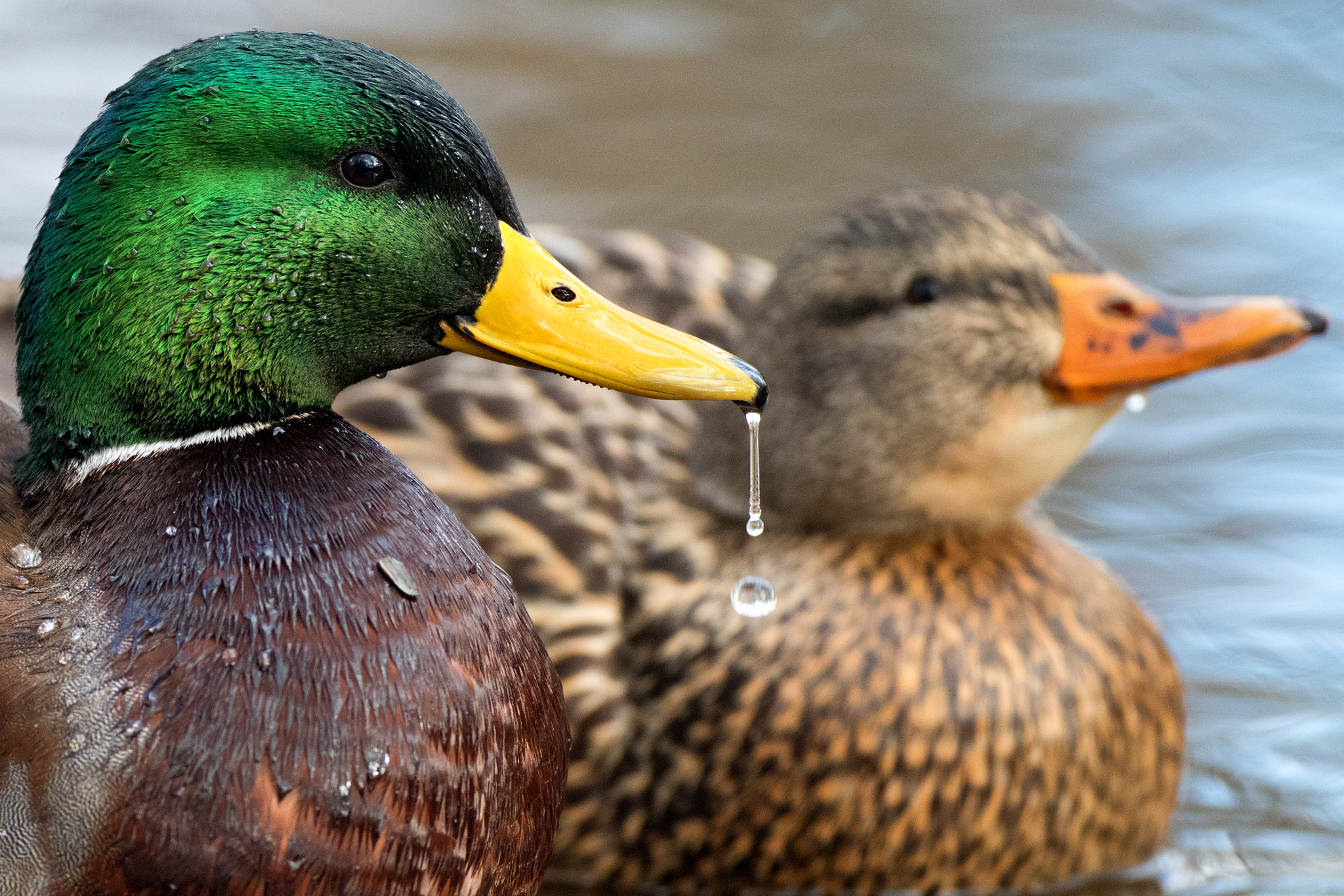 Canon EOS 80D + Canon EF 500mm F4L IS USM sample photo. Mallards photography