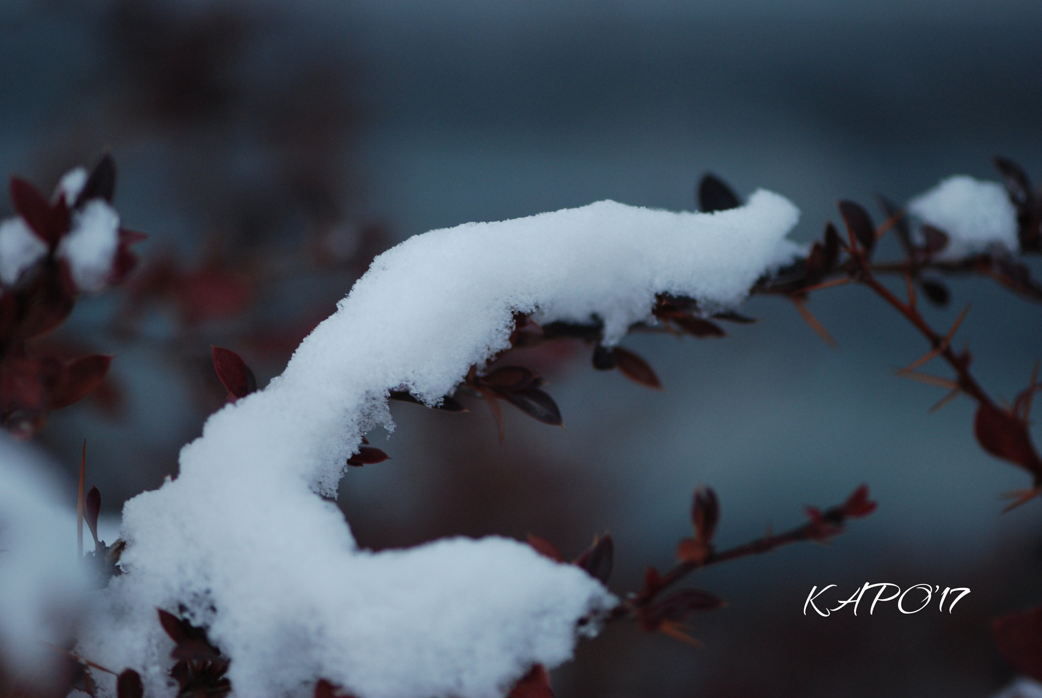 Nikon AF-S Micro-Nikkor 105mm F2.8G IF-ED VR sample photo