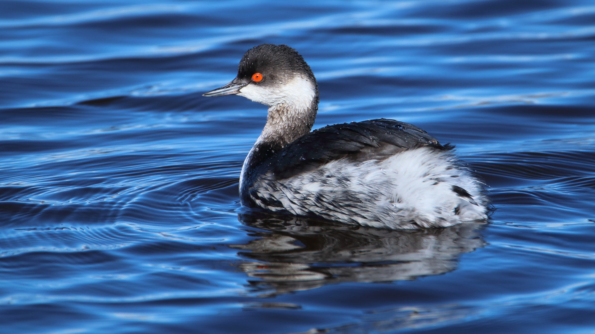 Tamron SP 150-600mm F5-6.3 Di VC USD sample photo. Zampullin cuellinegro photography