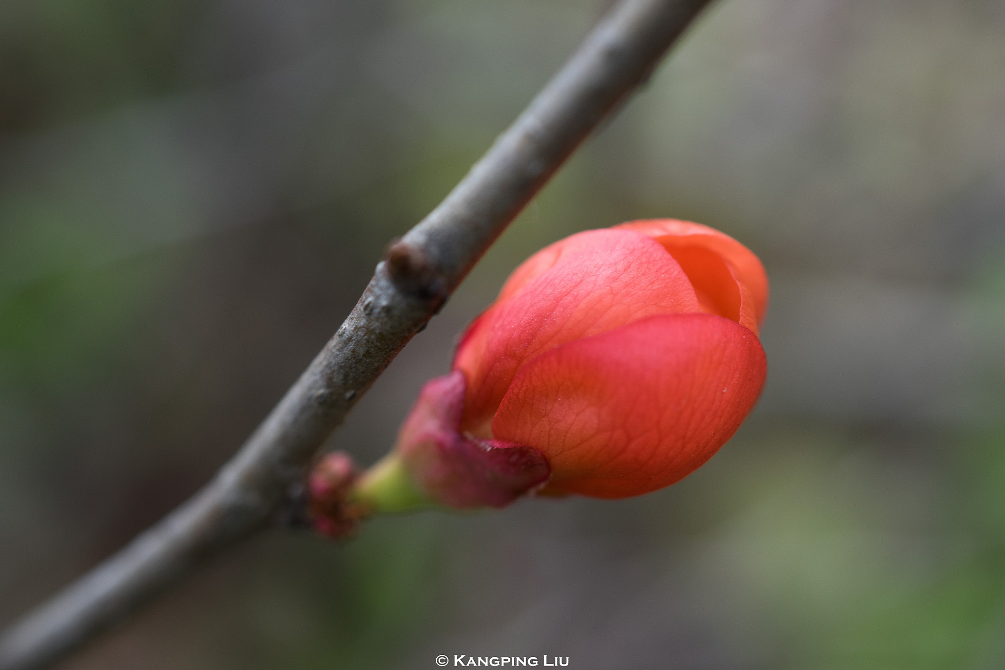 Sony a7 + Sony FE 50mm F2.8 Macro sample photo