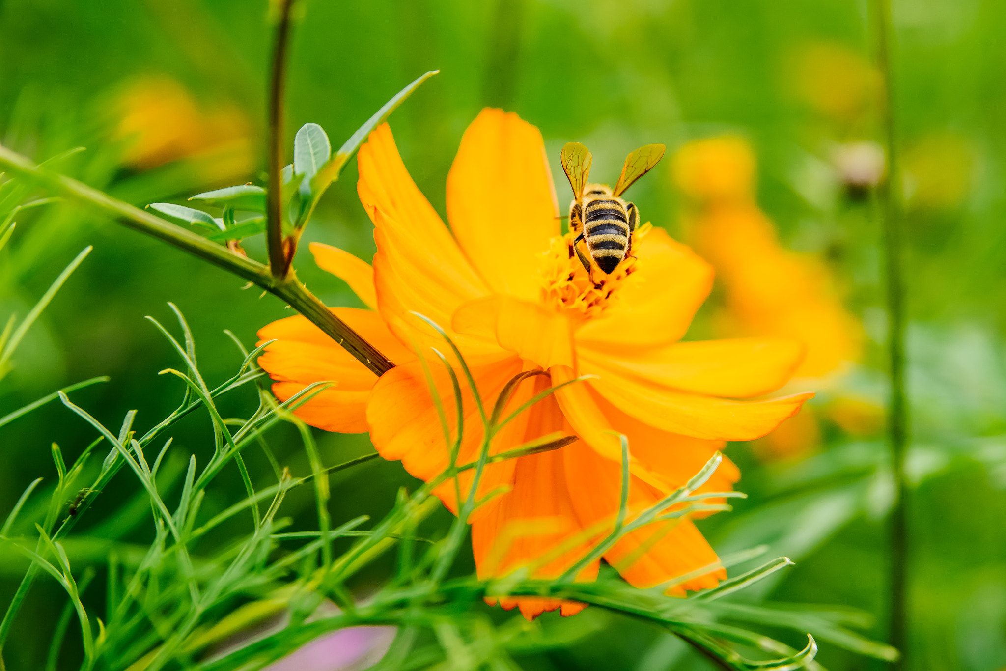 AF Zoom-Nikkor 28-105mm f/3.5-4.5D IF sample photo. Cosmos sulphureus photography
