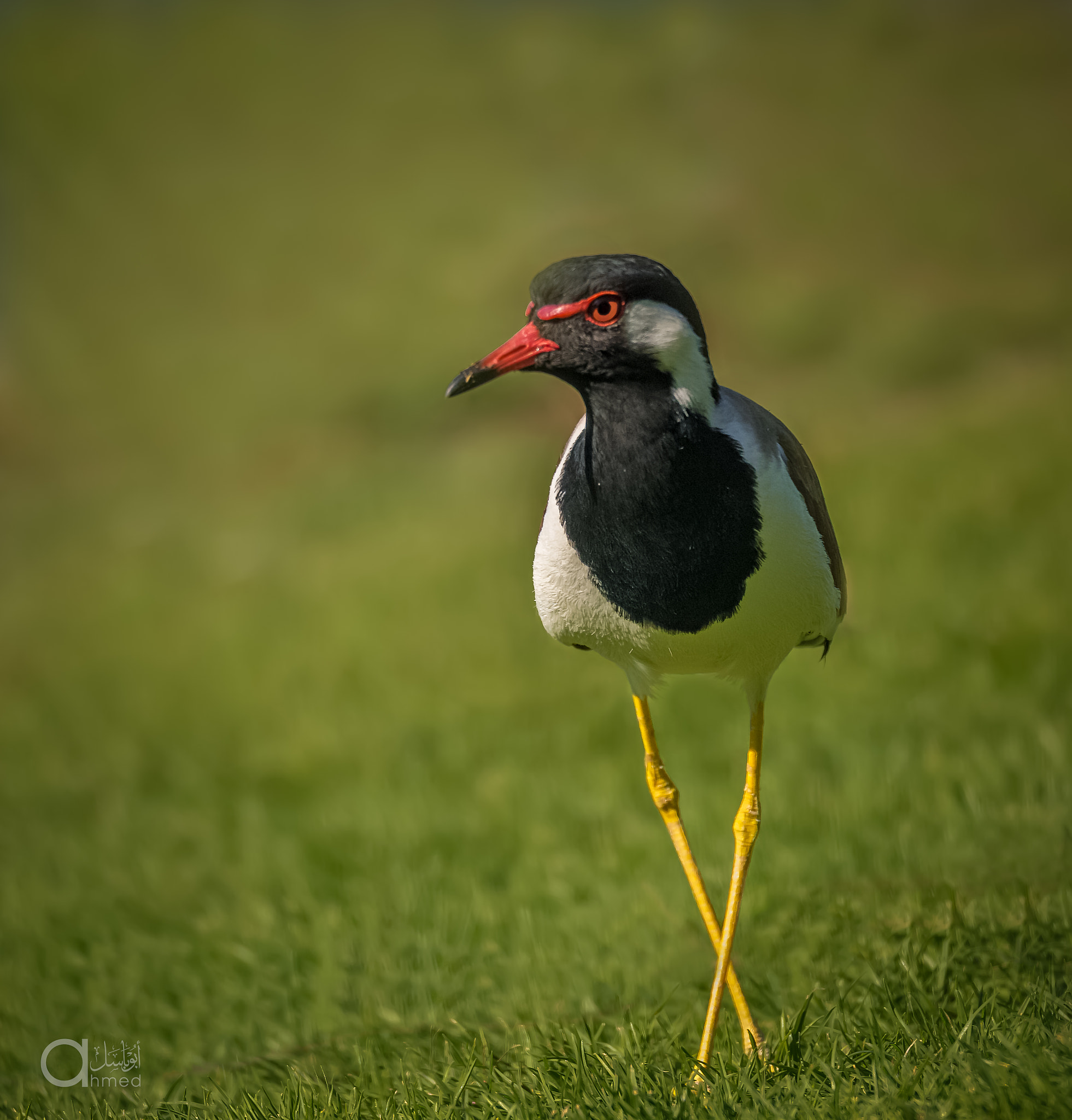 Sigma 150-600mm F5-6.3 DG OS HSM | S sample photo