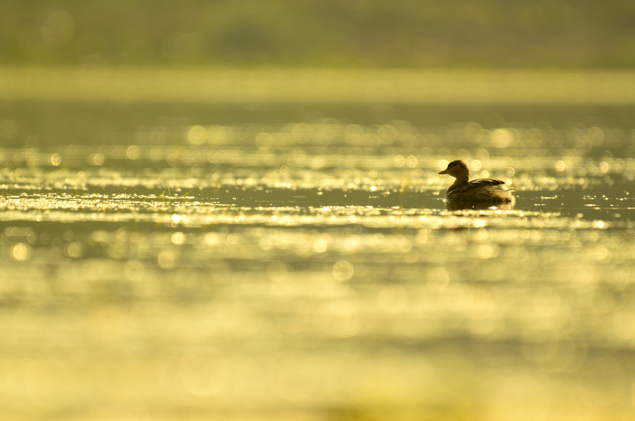 Nikon AF-S Nikkor 200-500mm F5.6E ED VR sample photo. Little grebe photography