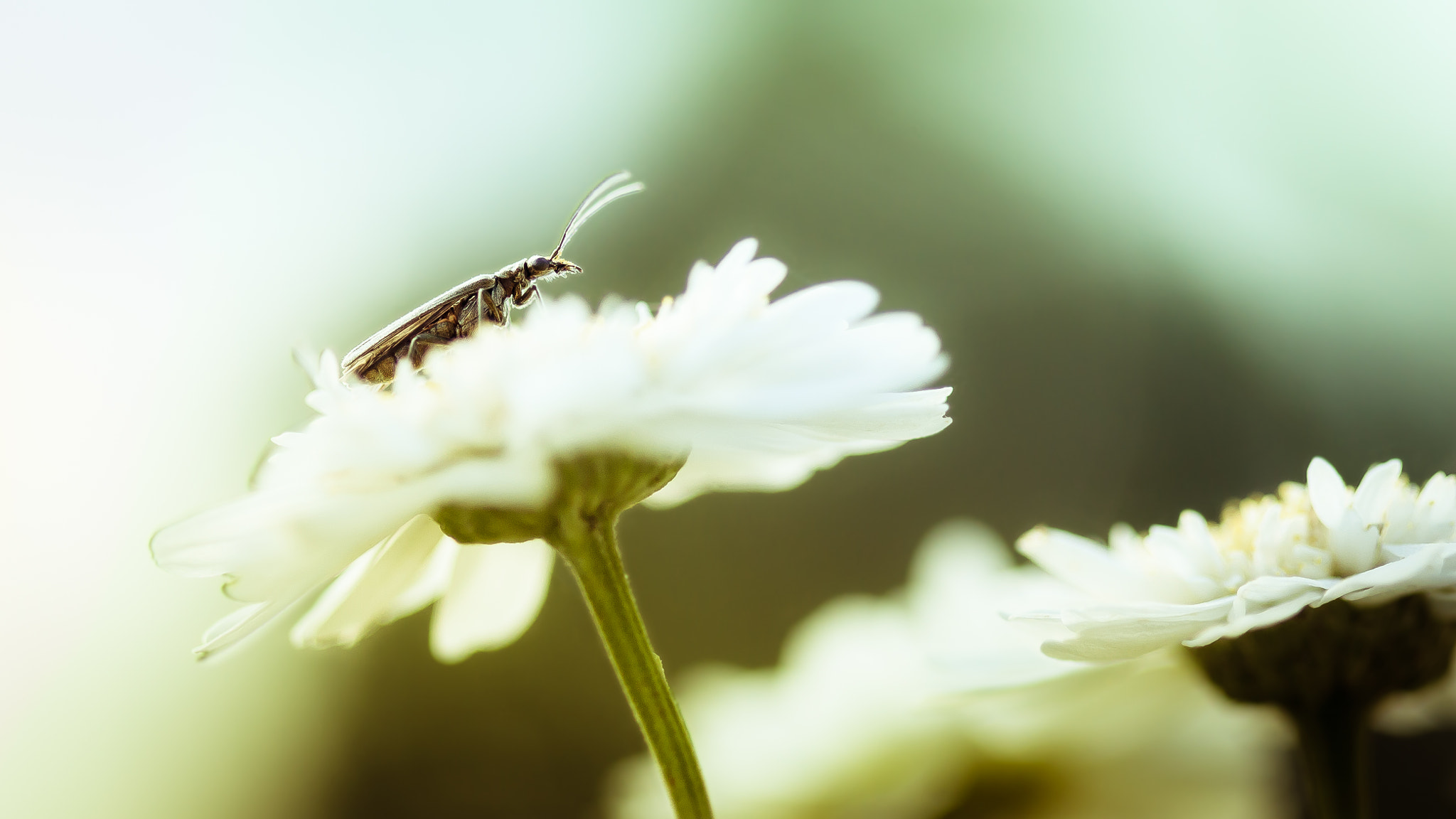 Canon EF 100mm F2.8 Macro USM sample photo. Macro photography