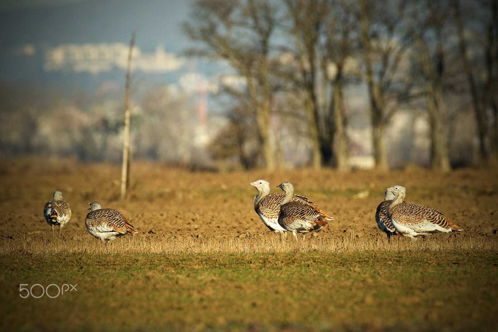 Canon EF 200-400mm F4L IS USM Extender 1.4x sample photo. On the wintering grounds photography