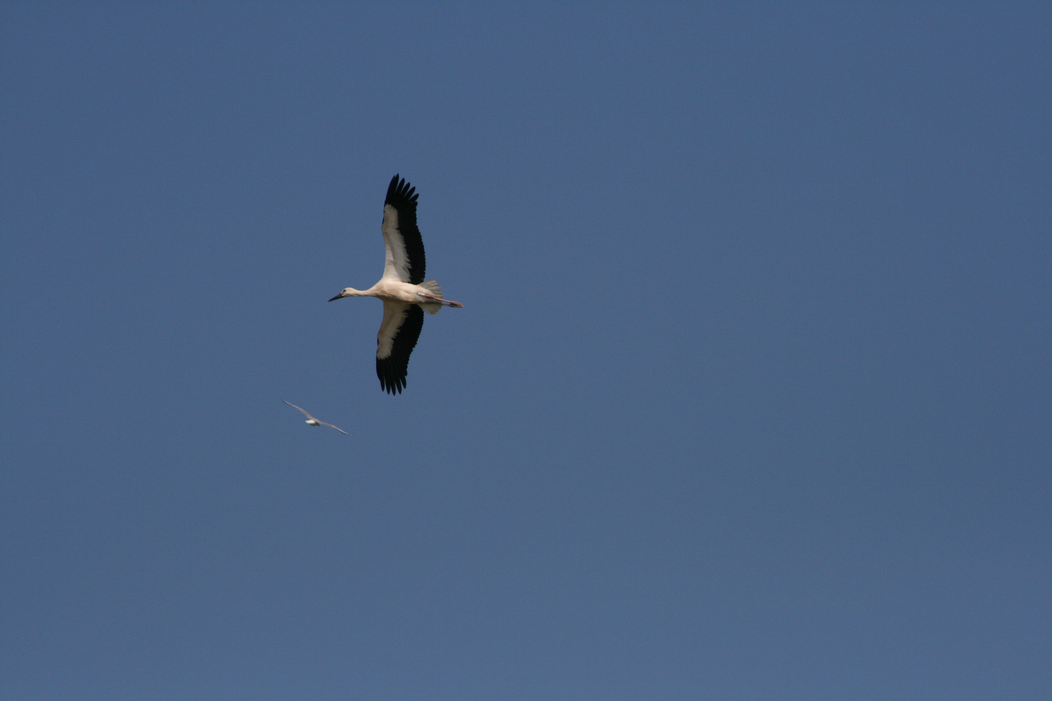 Canon EOS 400D (EOS Digital Rebel XTi / EOS Kiss Digital X) sample photo. Oiseau baie somme photography