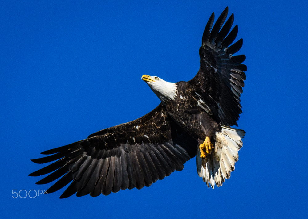 Sigma 150-600mm F5-6.3 DG OS HSM | C sample photo. Heavenward photography