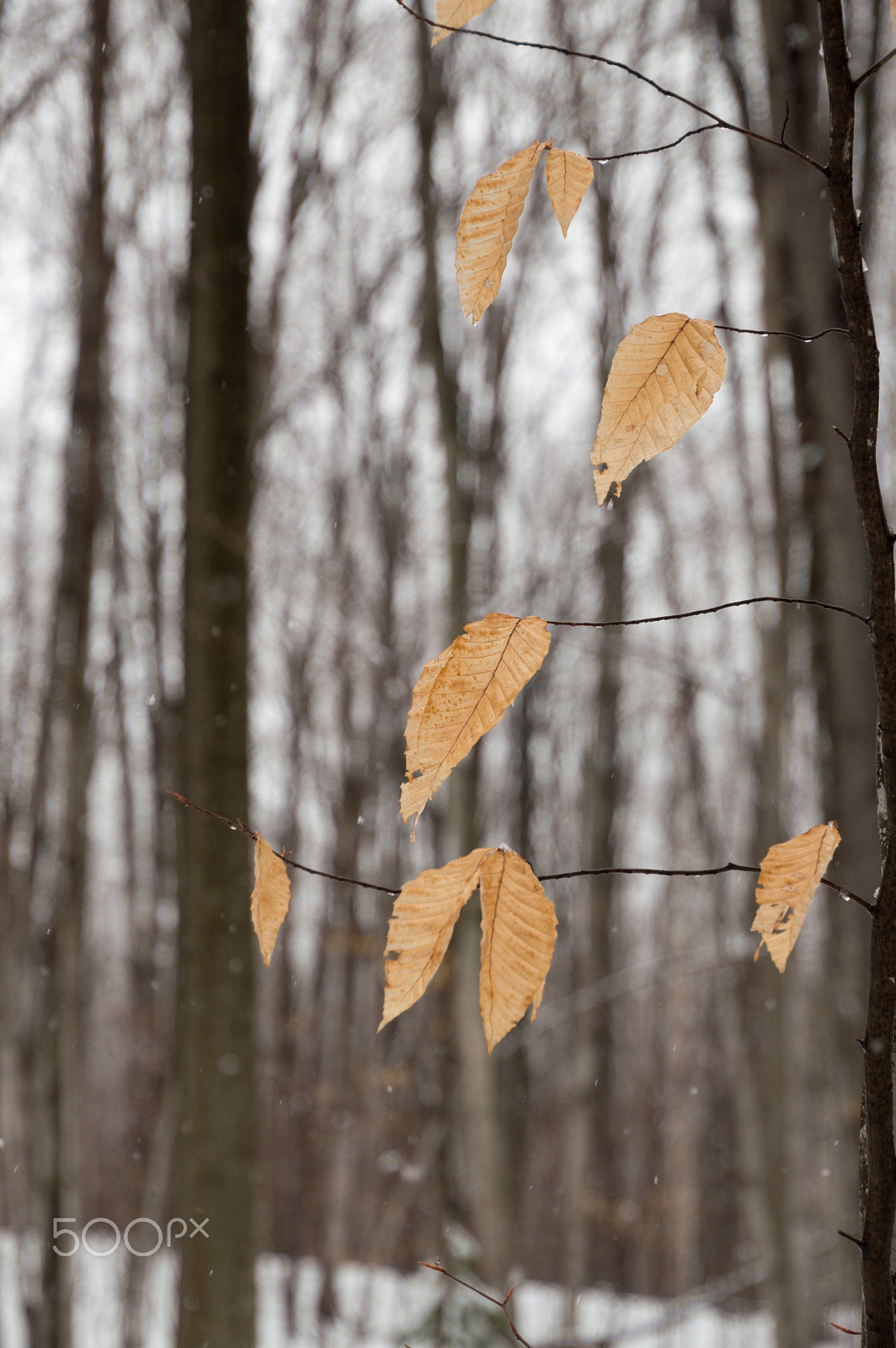 Nikon D3200 sample photo. Beech leaves still on the tree in the snow closeup photography