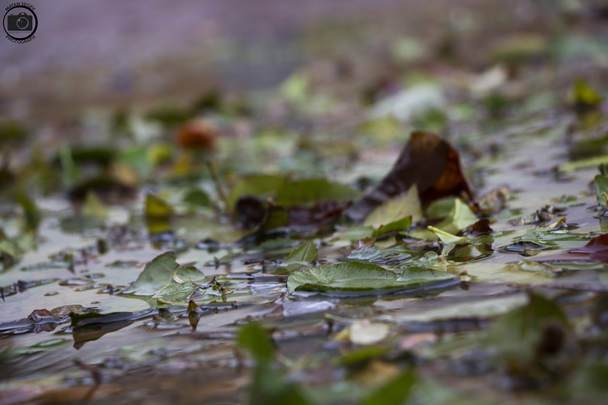 Canon EOS 1200D (EOS Rebel T5 / EOS Kiss X70 / EOS Hi) sample photo. Water drop photography