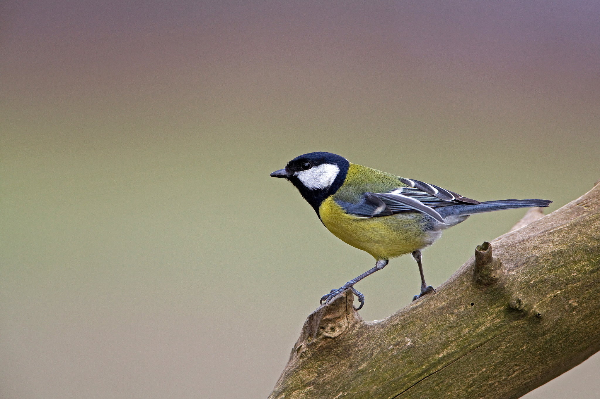 Canon EF 500mm F4L IS USM sample photo. Great tit photography