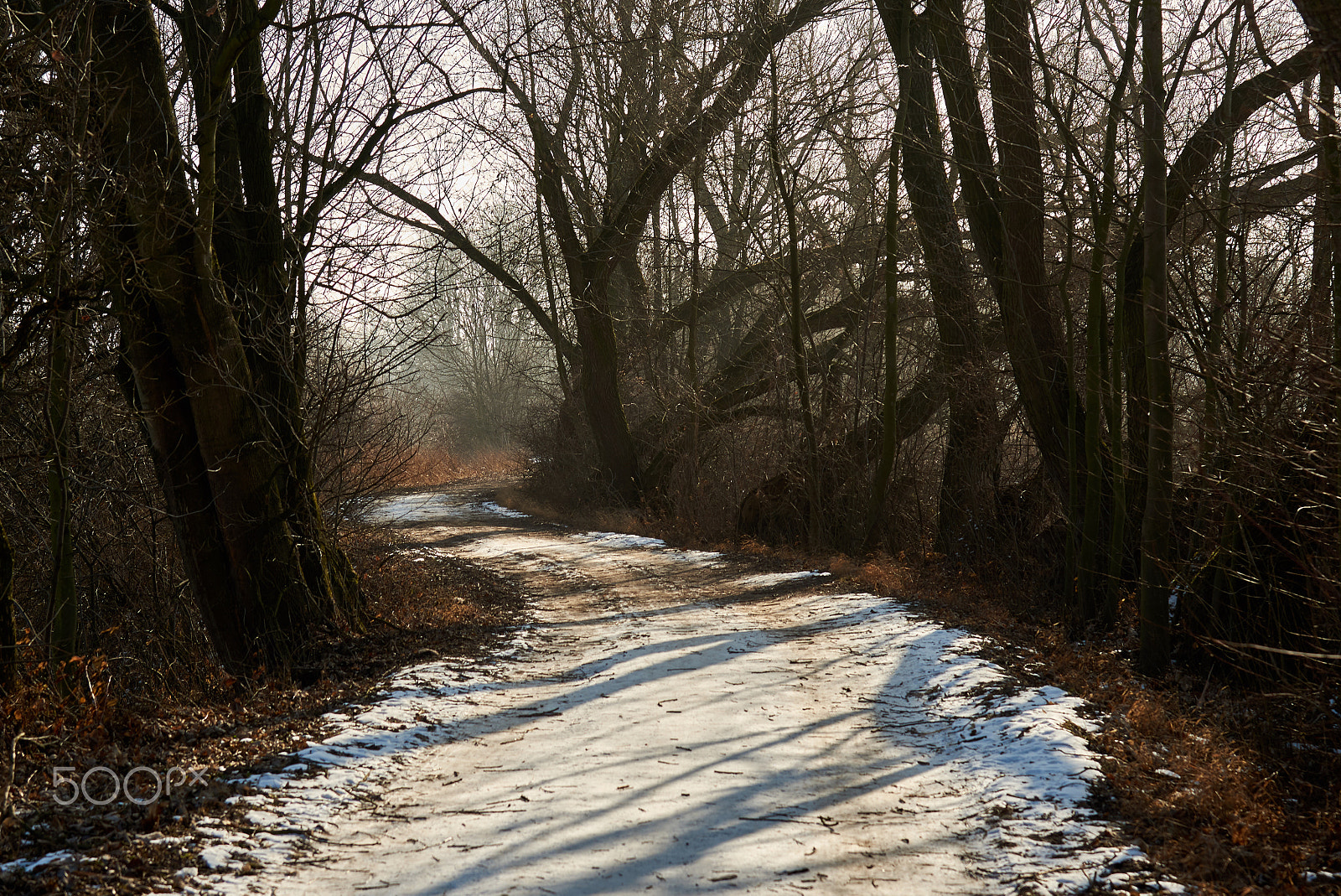 Nikon D750 sample photo. Floodplain forest path photography