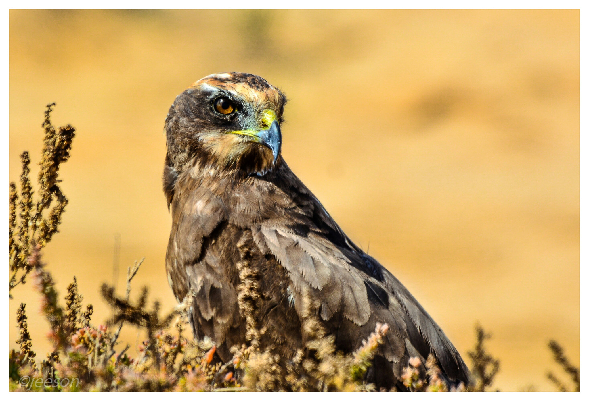 Nikon AF-S Nikkor 200-500mm F5.6E ED VR sample photo