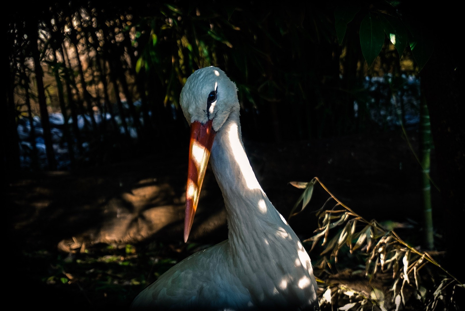 Sony Alpha QX1 sample photo. Utangaç leylek - shy stork photography