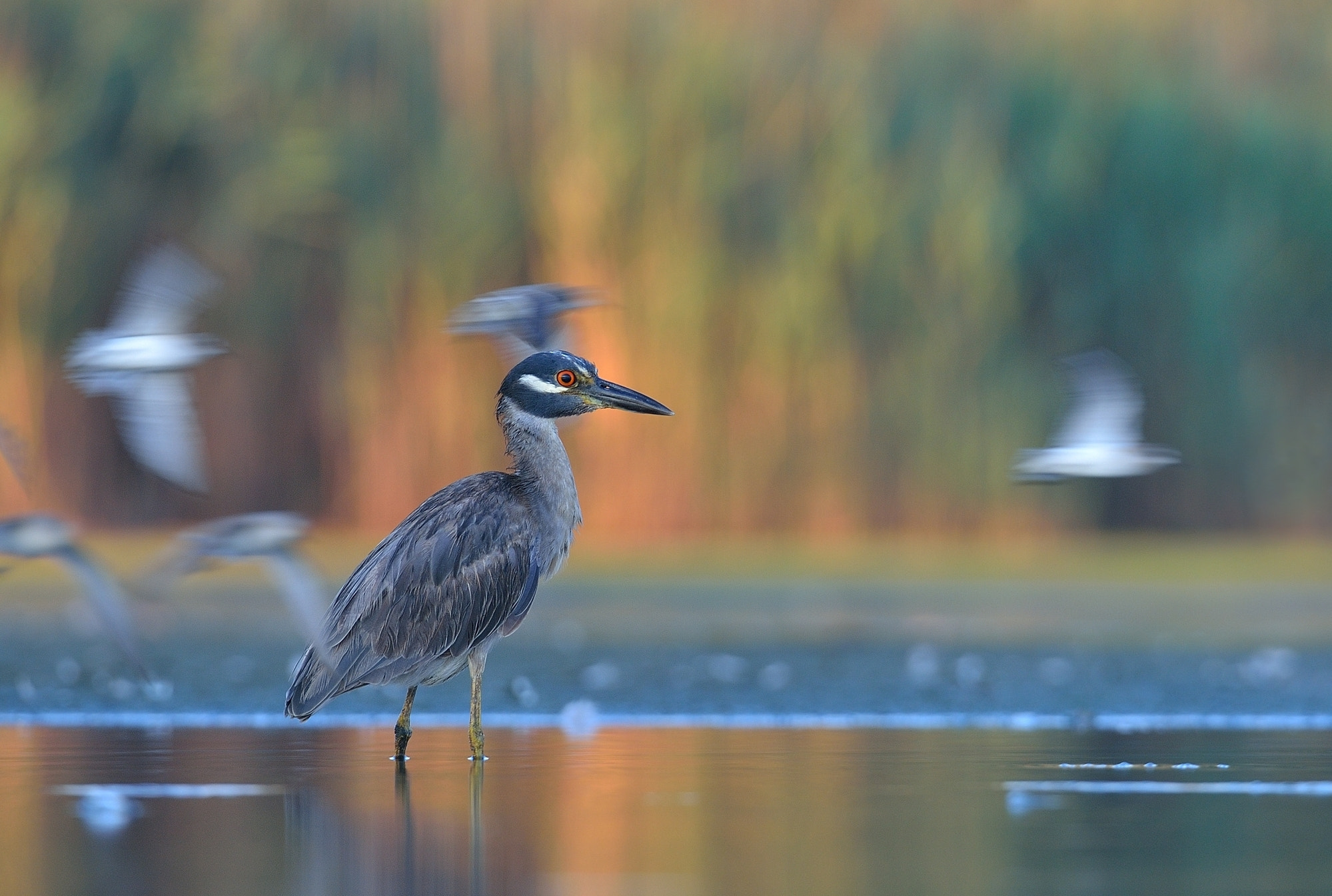 Nikon D4 sample photo. Yellow-crowned night-heron photography
