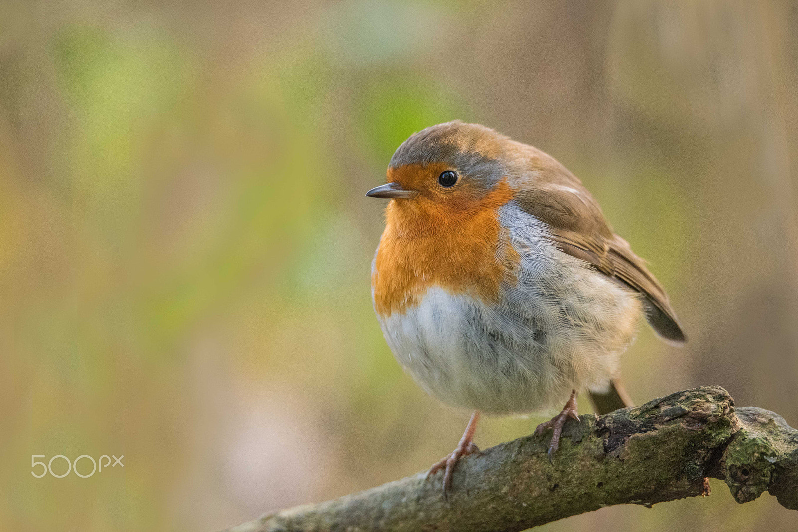 Nikon D750 sample photo. Very fat robin photography