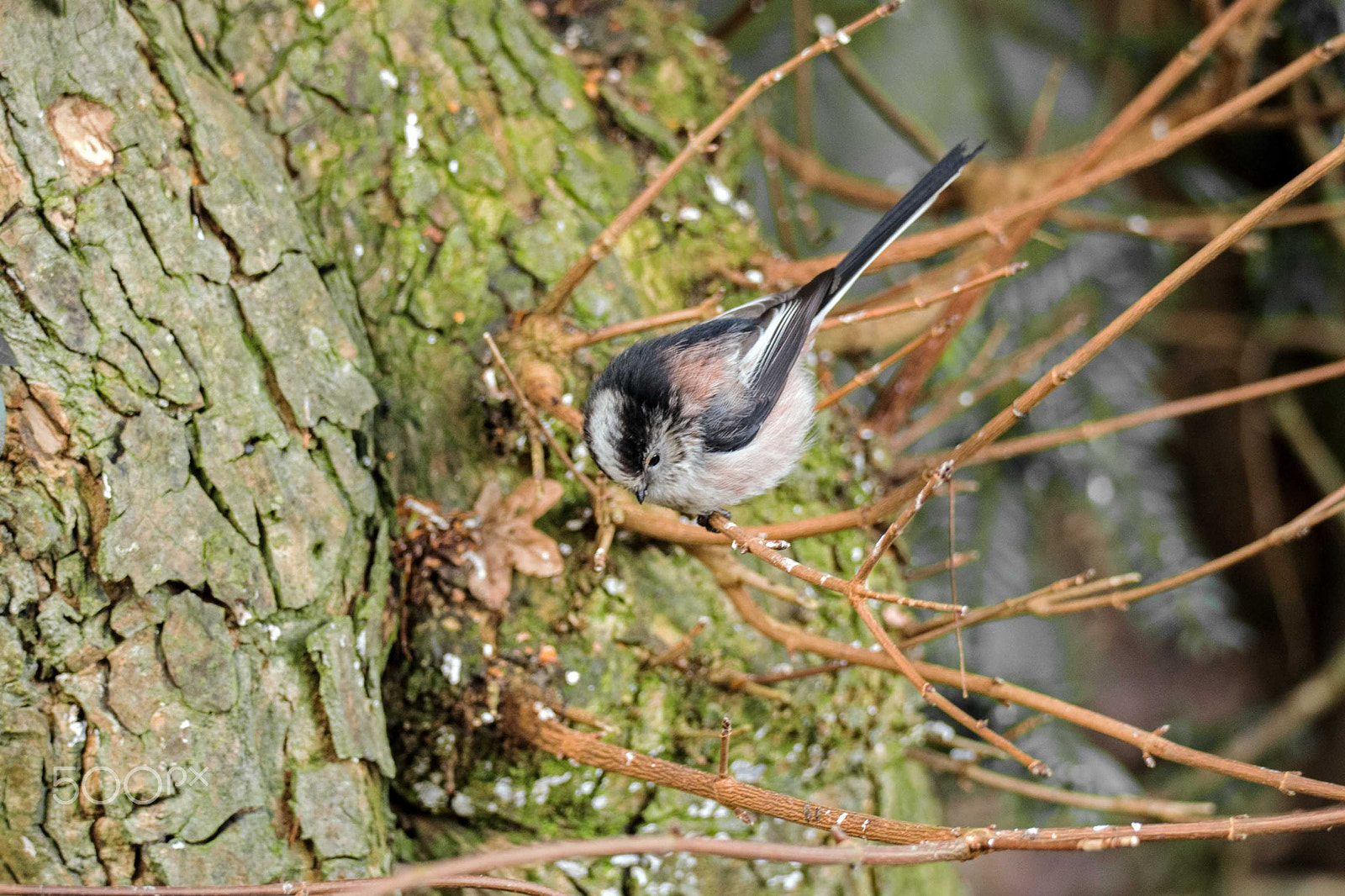 Nikon D750 + Sigma 150-600mm F5-6.3 DG OS HSM | S sample photo. Long tailed tit photography